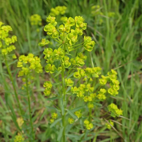 Euphorbe esule Euphorbia esula