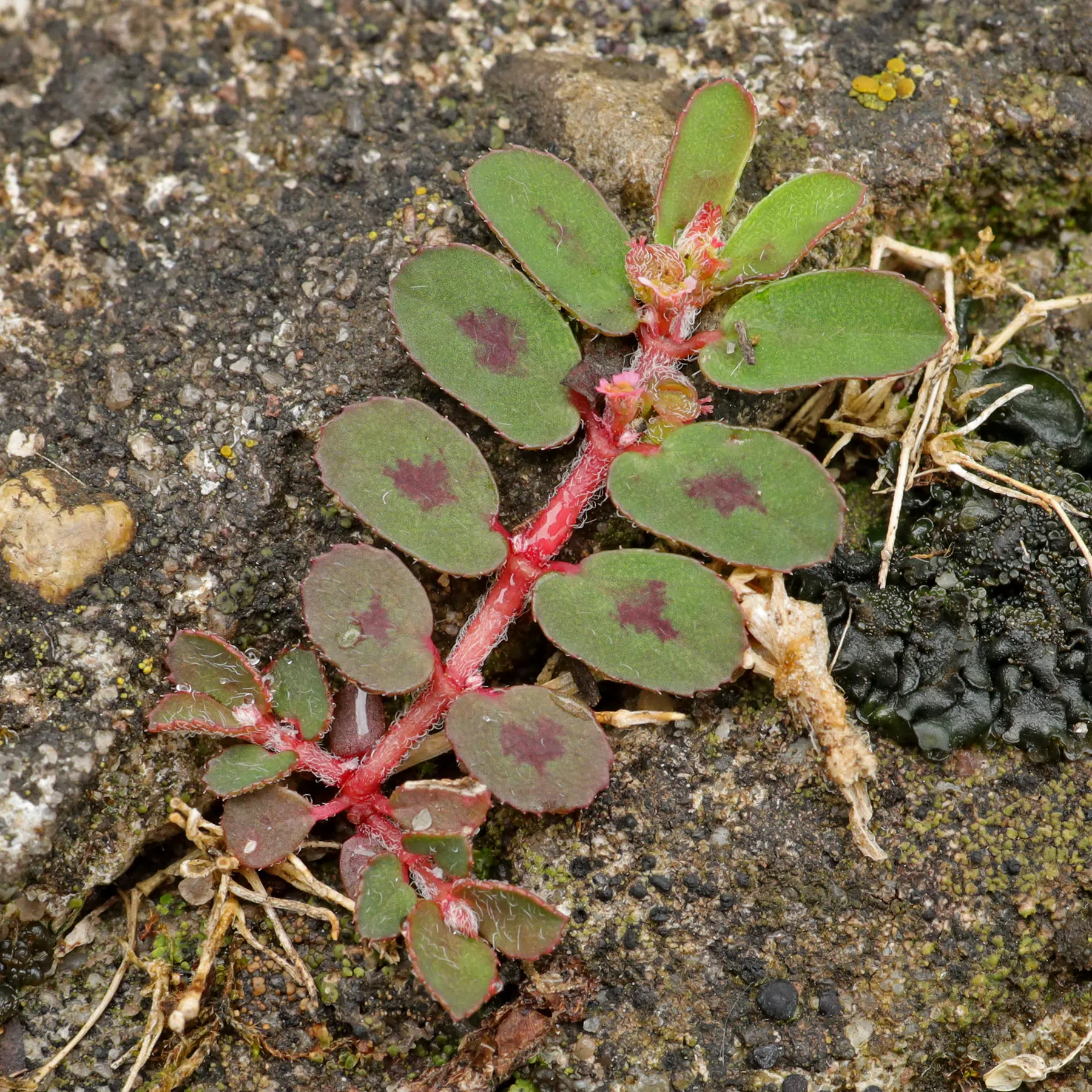 Euphorbe maculee Euphorbia maculata