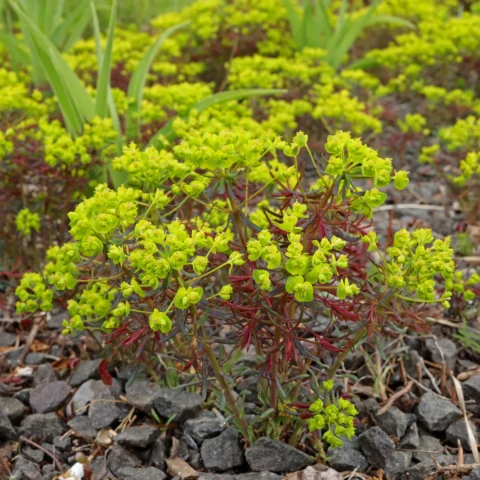 Euphorbia cyparissias Fens Ruby