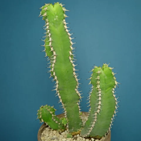 Euphorbia polyacantha Fish Bone Euphorbia