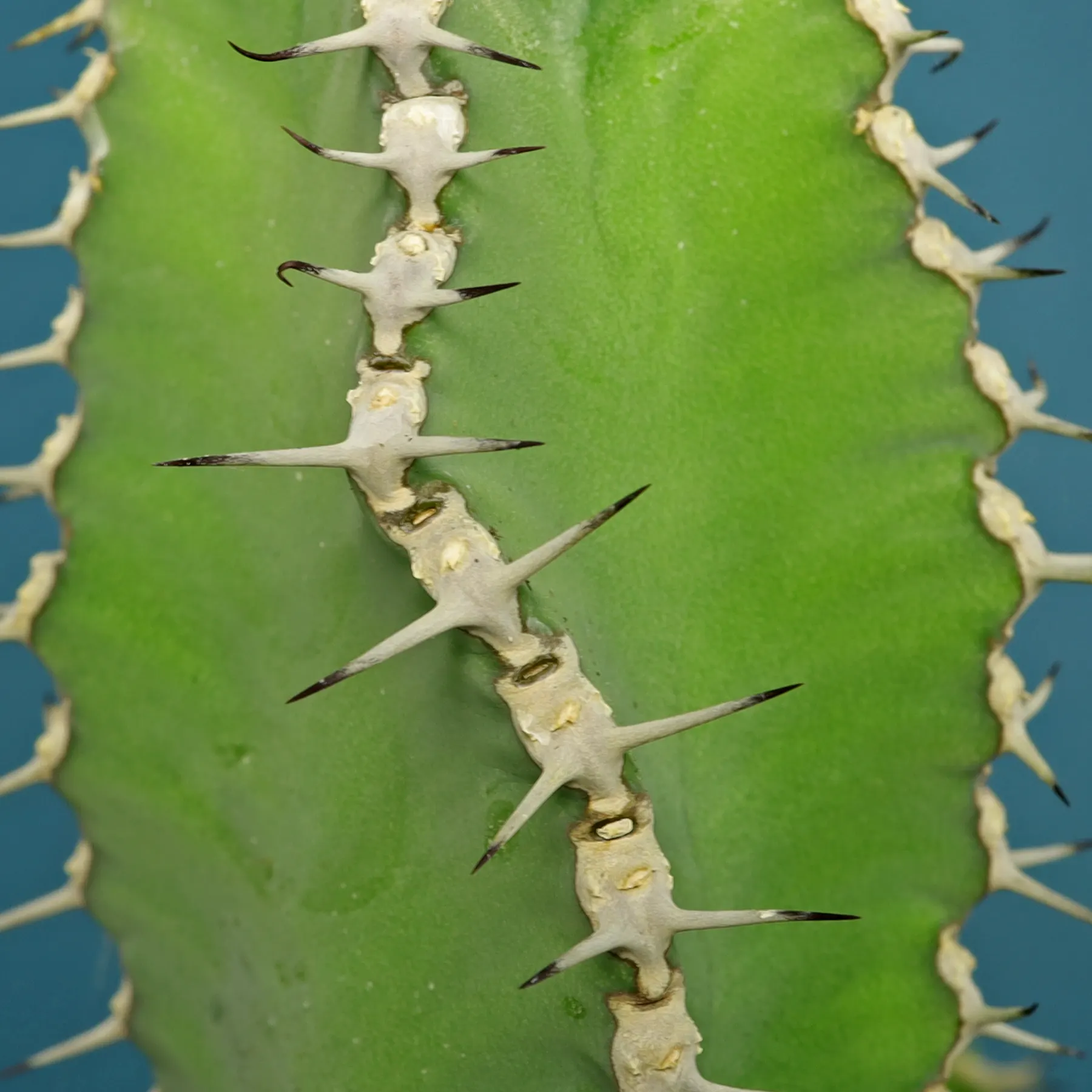Euphorbia polyacantha epines