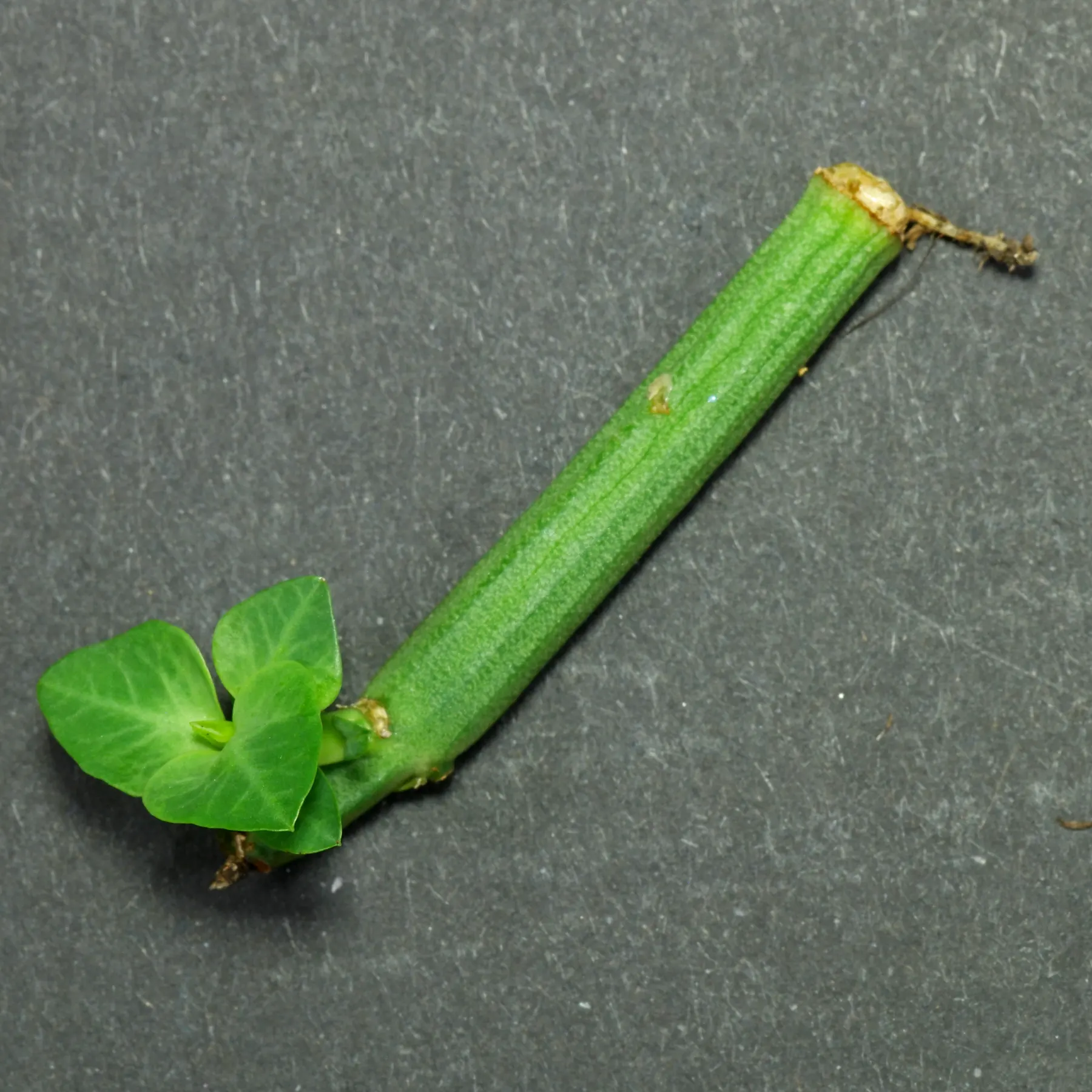 Euphorbia pteroneura bouture