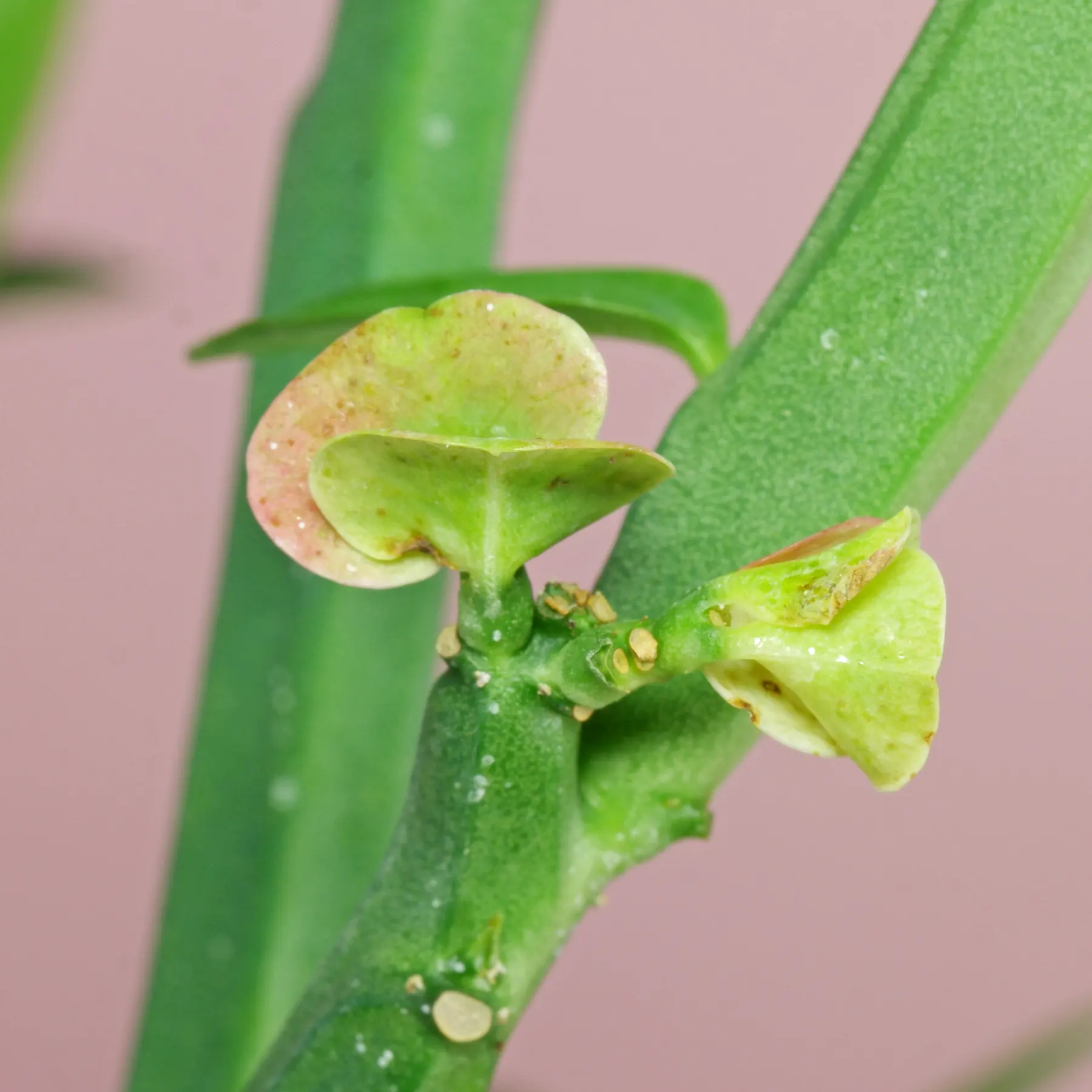 Euphorbia pteroneura fleurs