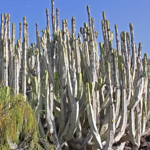 Euphorbe des Canaries Euphorbia canariensis