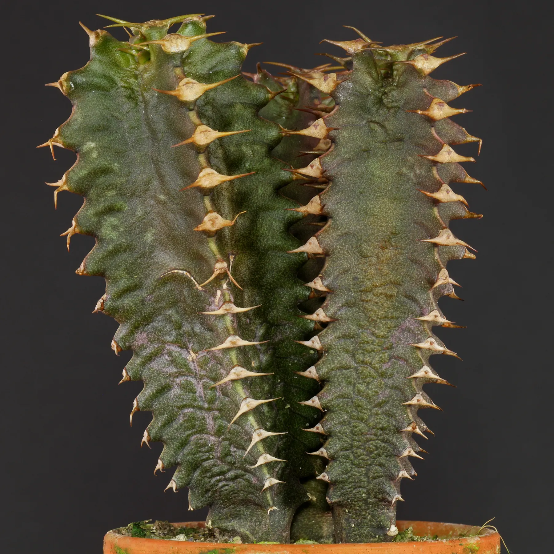 Euphorbia canariensis comme plante en pot