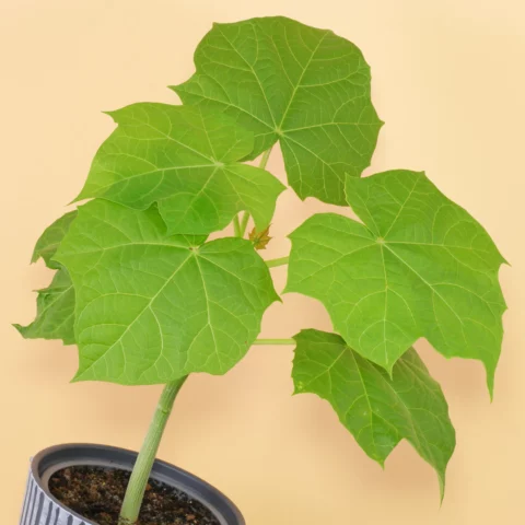 Pignon d'Inde Jatropha curcas