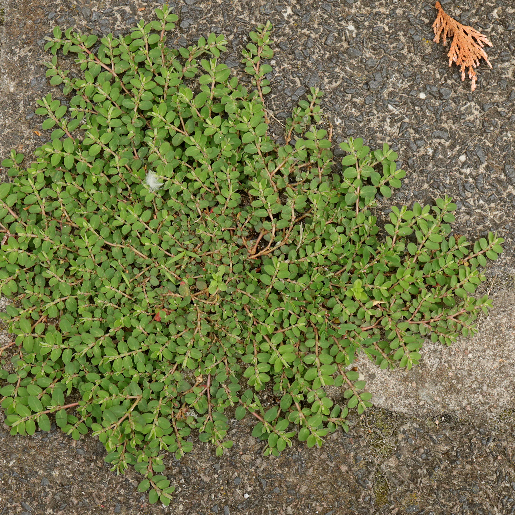 Euphorbe prostrée Euphorbia prostrata