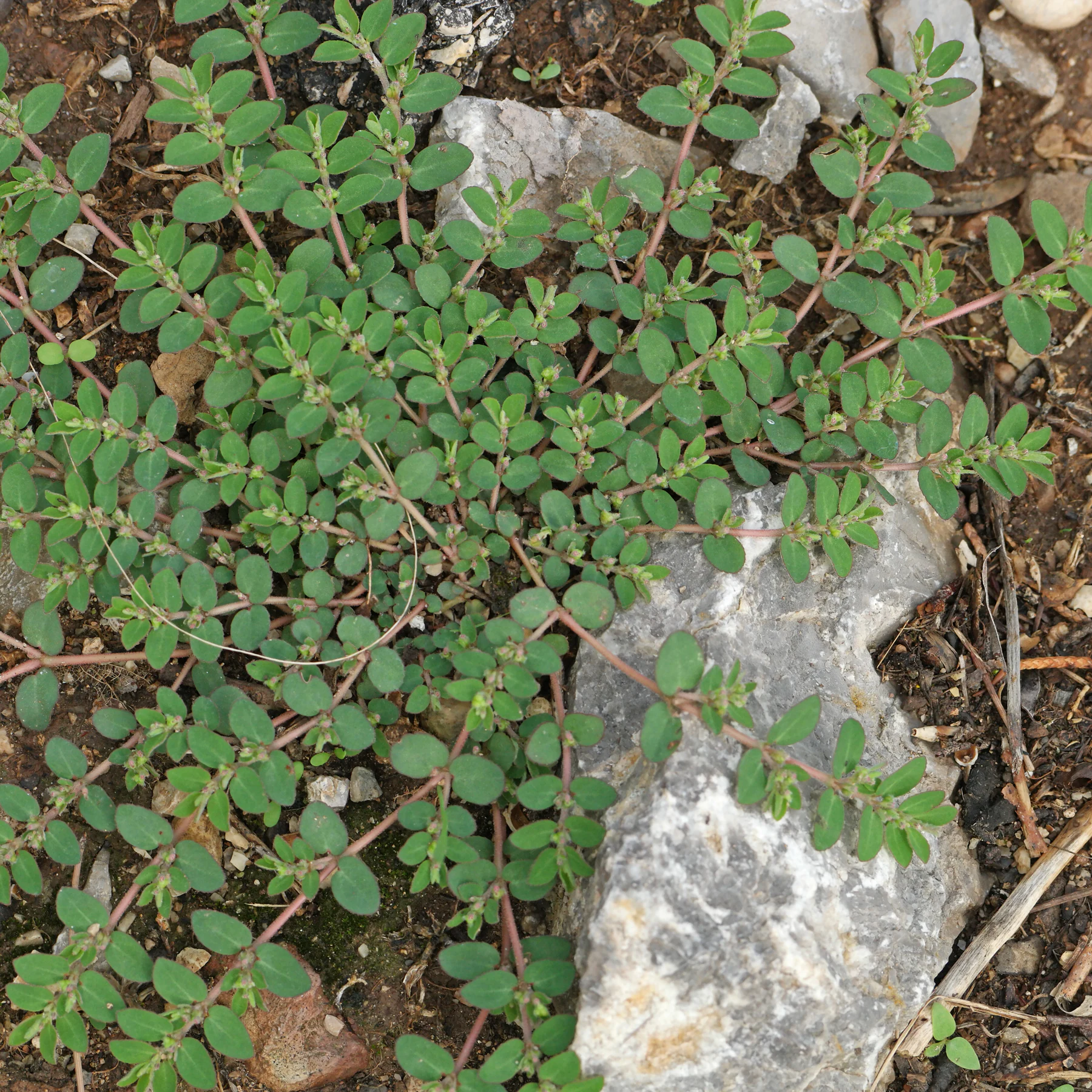 Euphorbia prostrata au bord d'un chemin à Majorque