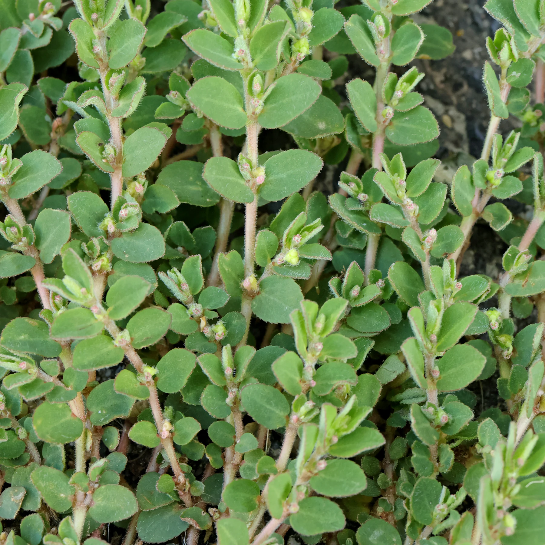 feuilles Euphorbia prostrata