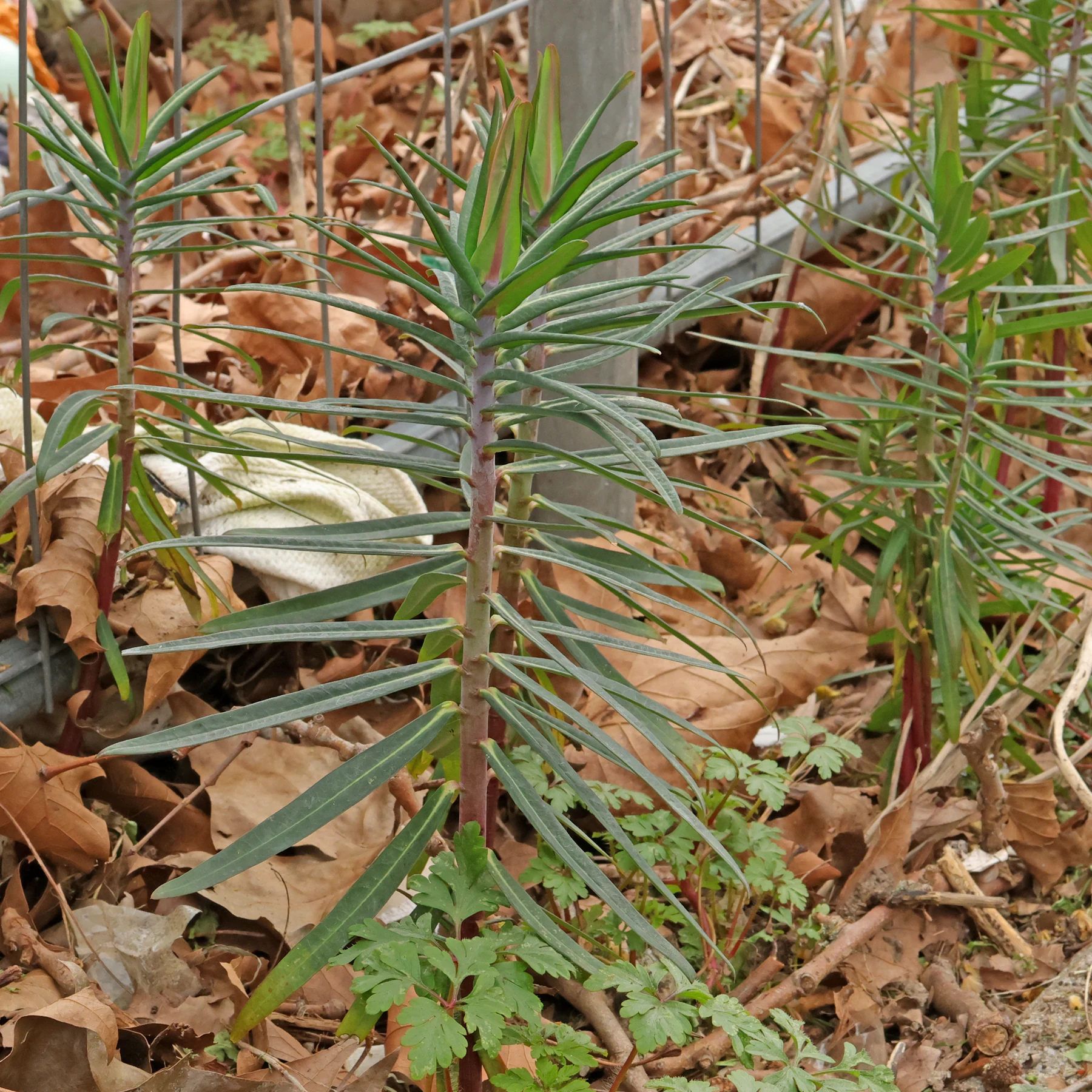 Euphorbia lathyris euphorbe des jardins