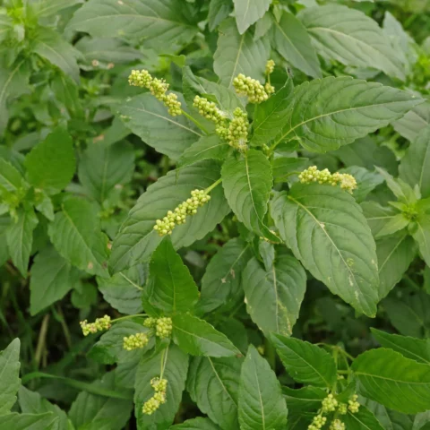 Mercuriale annuelle Mercurialis annua