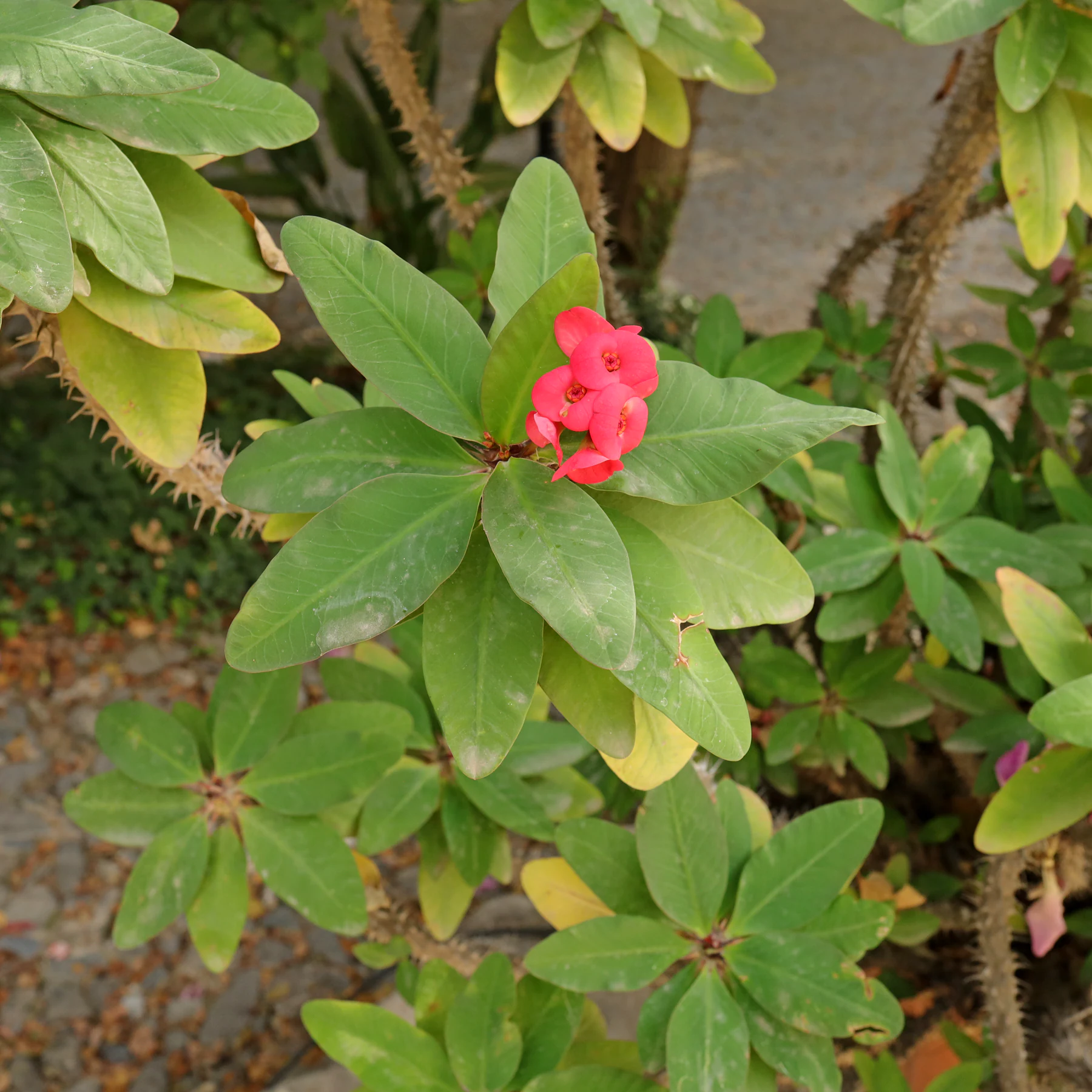 Euphorbia milii Épine du Christ
