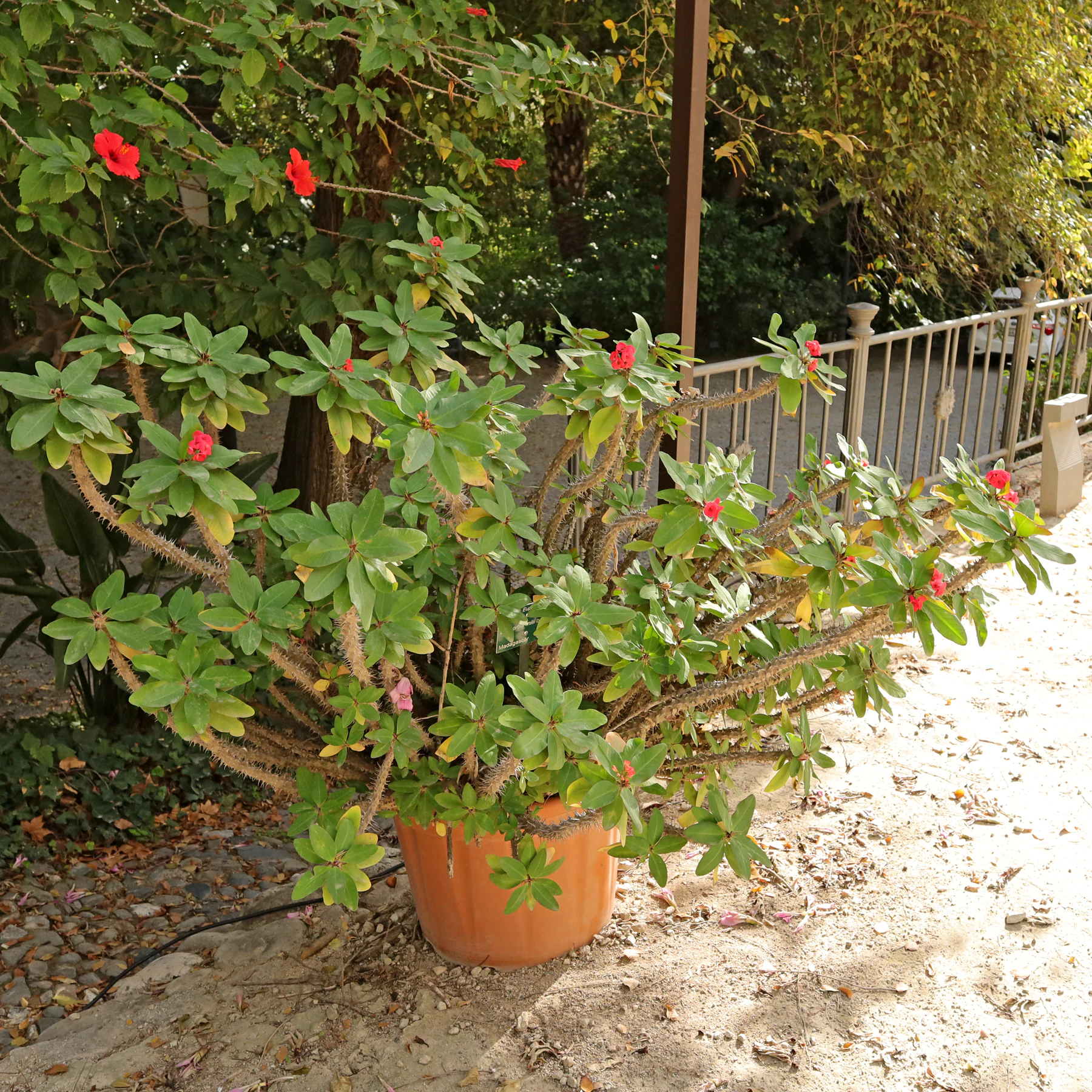Euphorbia milii