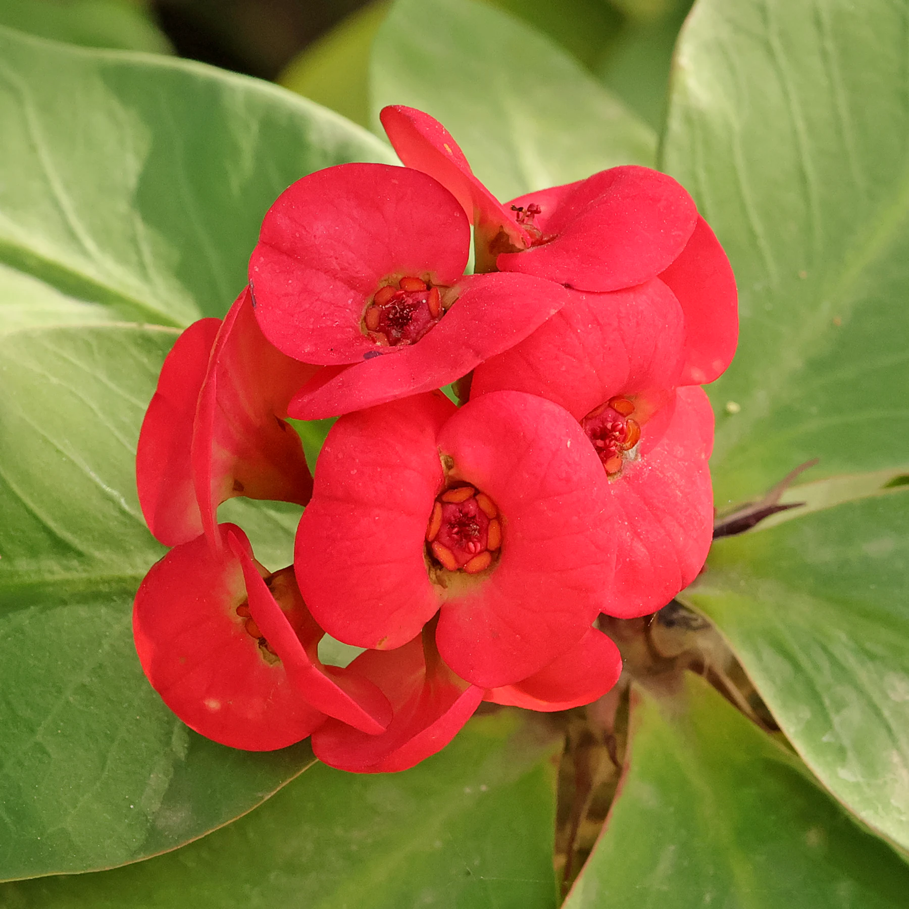 couronne d'épines fleurs