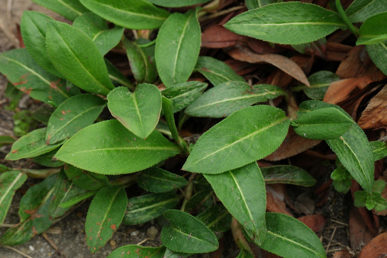 Persicaria affinis