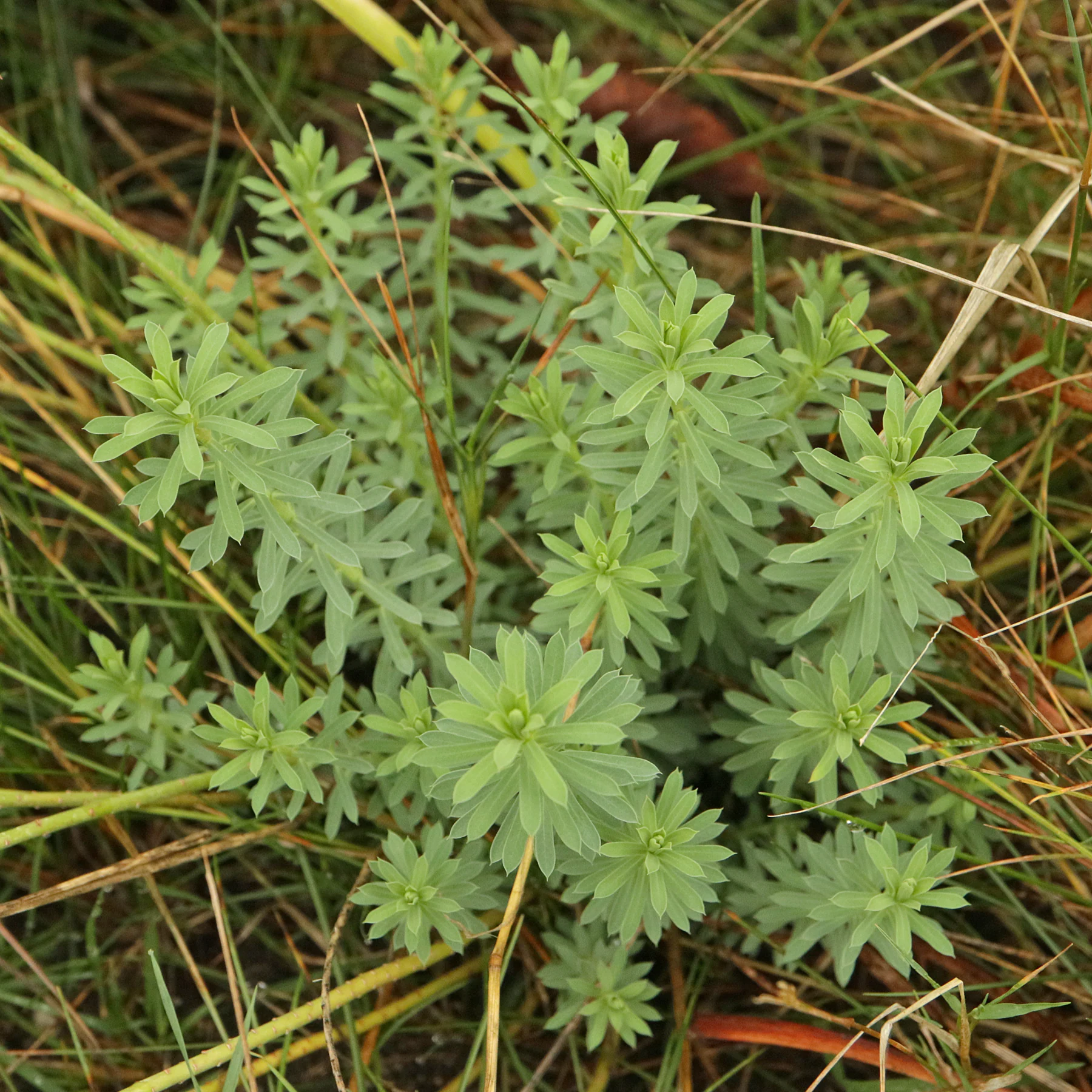 Euphorbia seguieriana