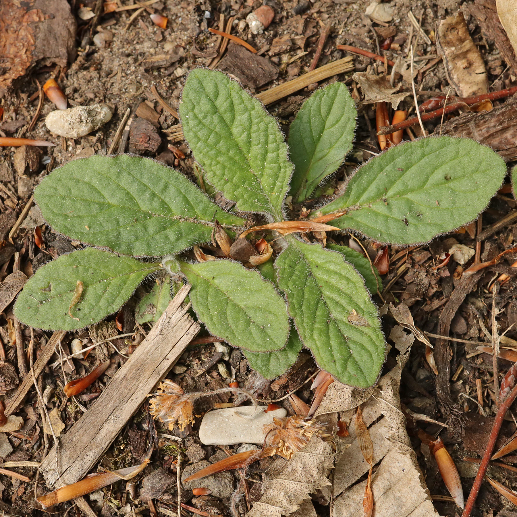 Ajuga genevensis