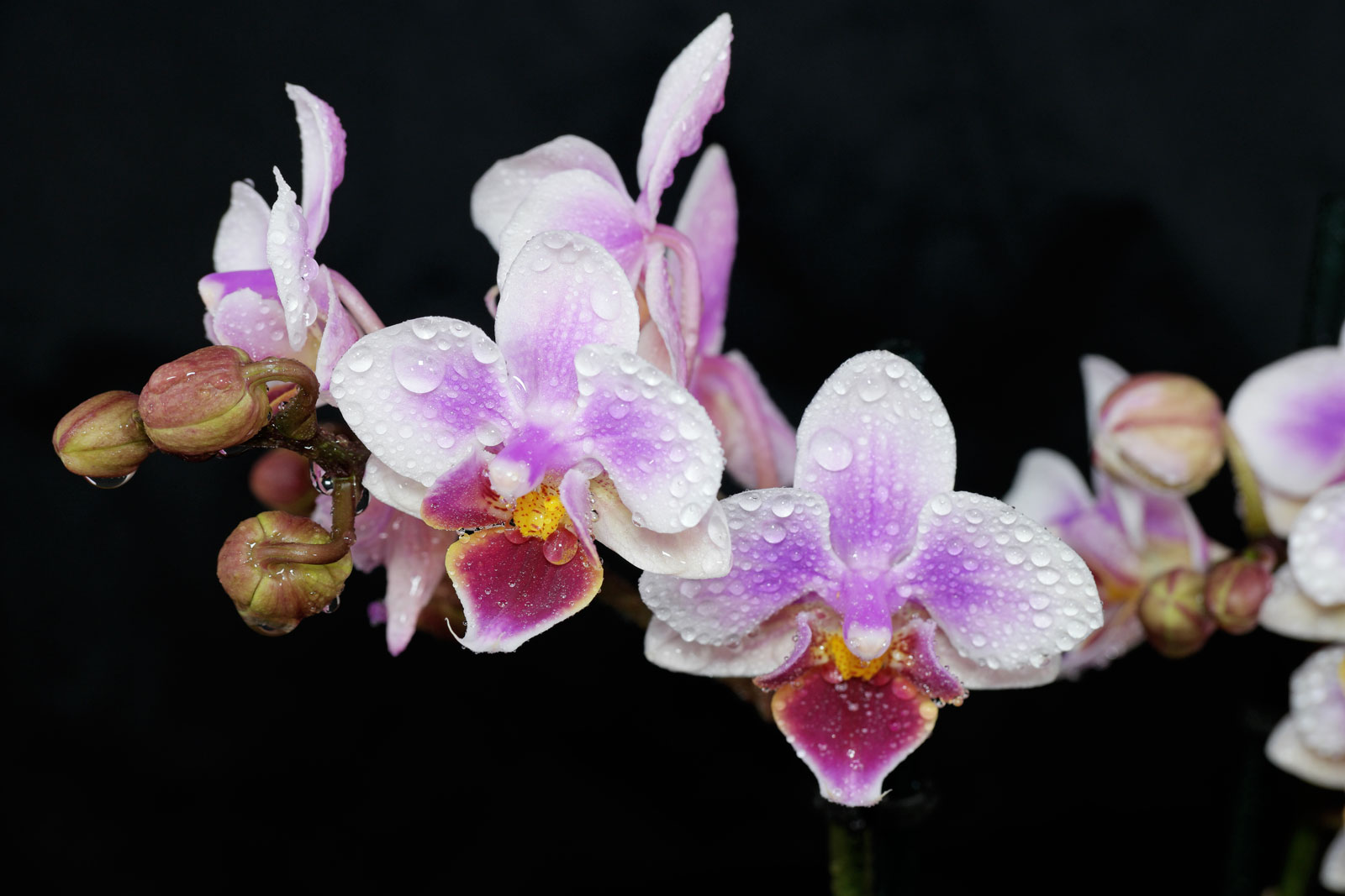 Phalaenopsis cv 4