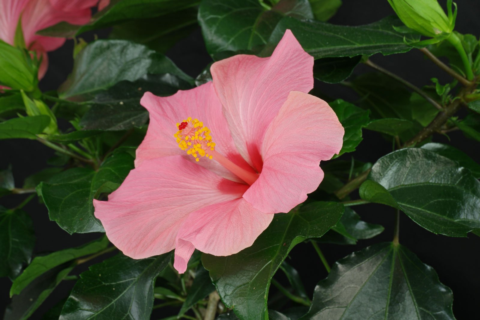 Hibiscus rosa sinensis 1