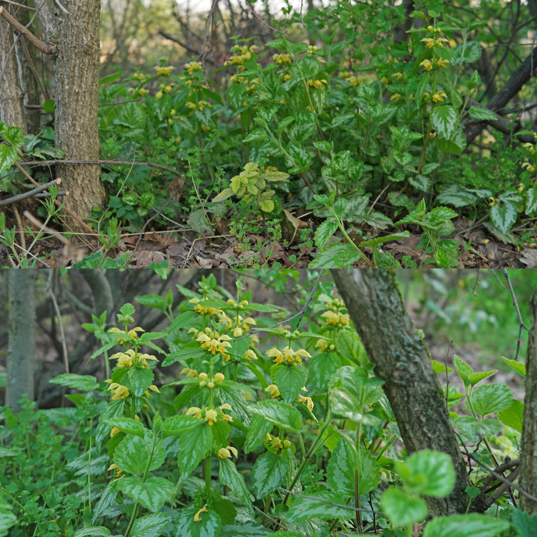 Lamier jaune buisson