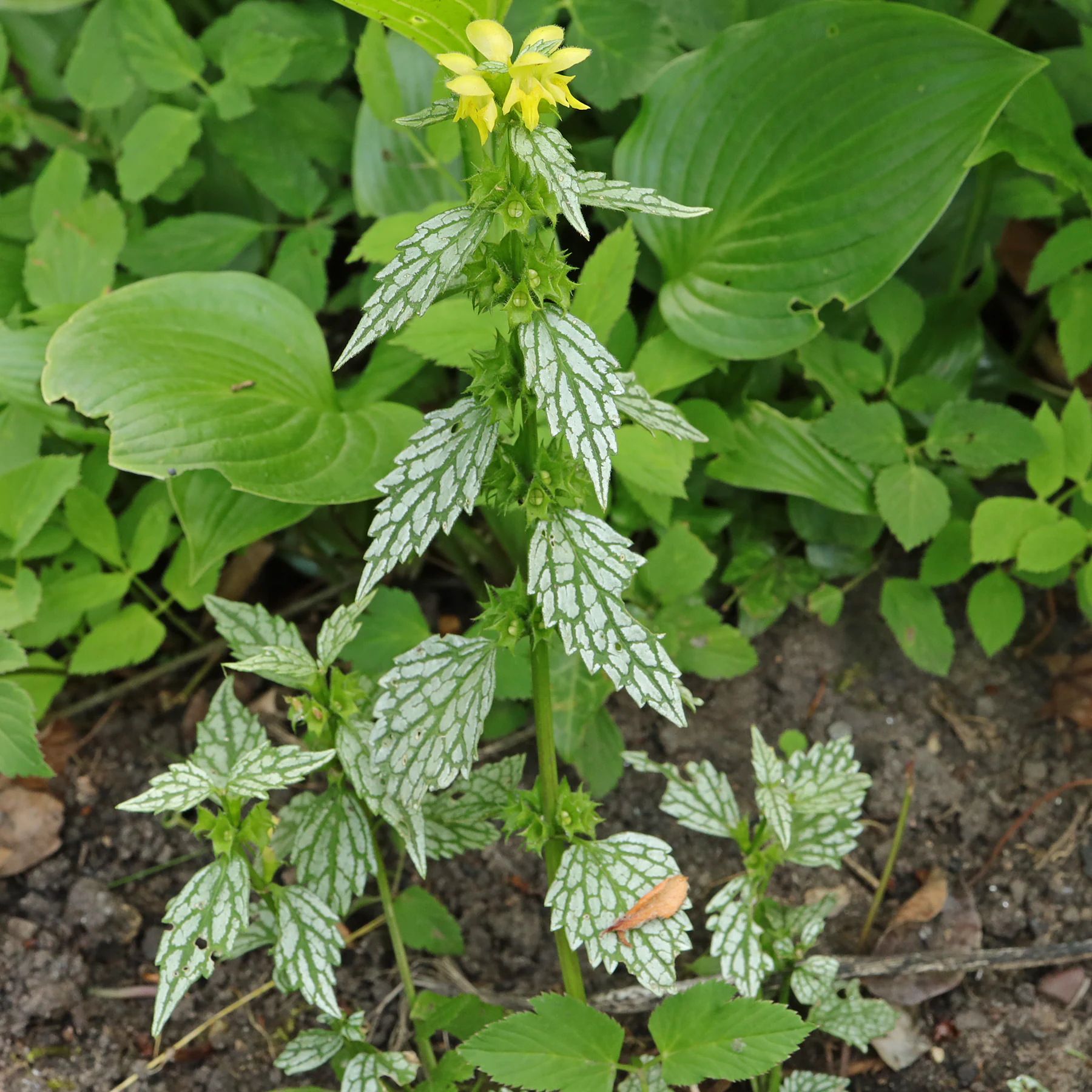 Lamium galeobdolon Hermanns Pride