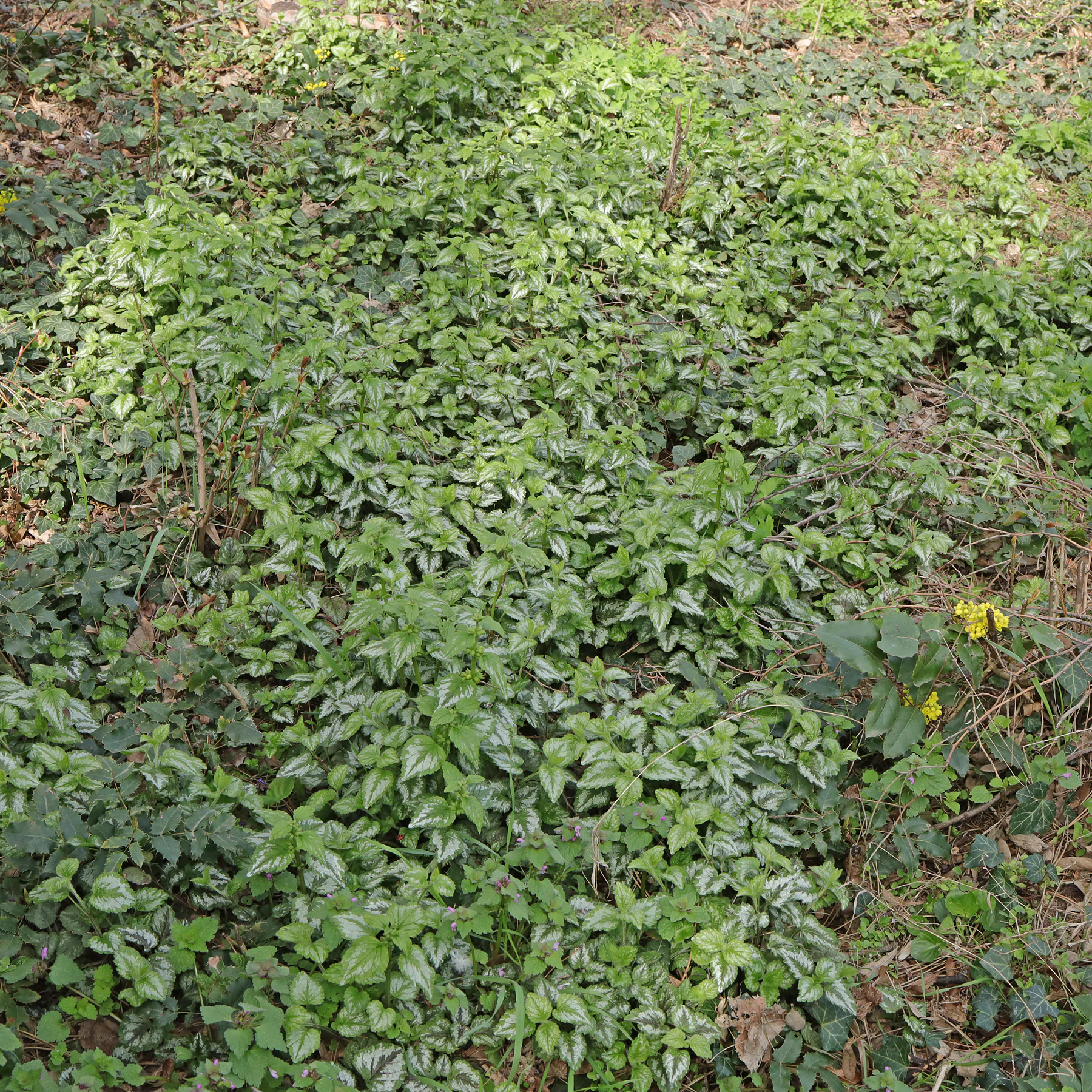 Lamium galeobdolon & Lamium purpureum & Mahonia aquifolium
