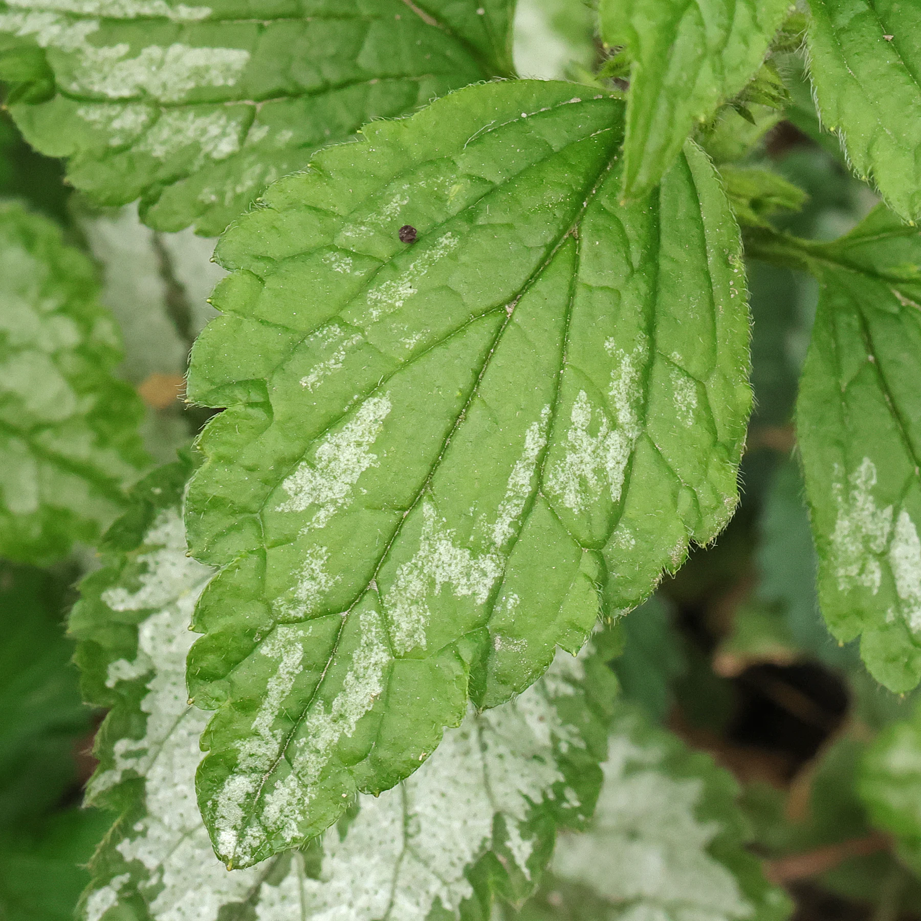 Lamium galeobdolon feuille