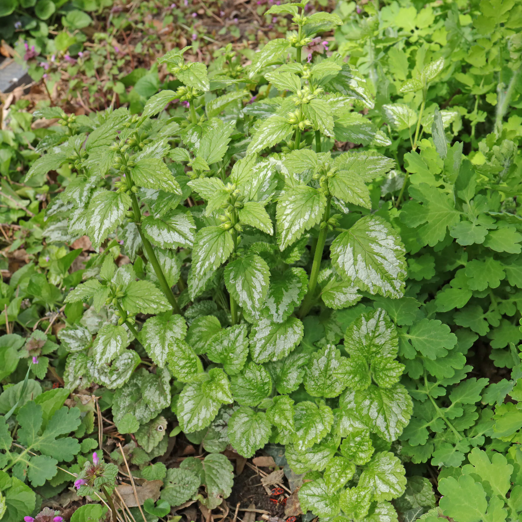 Lamium galeobdolon pousses de fleurs