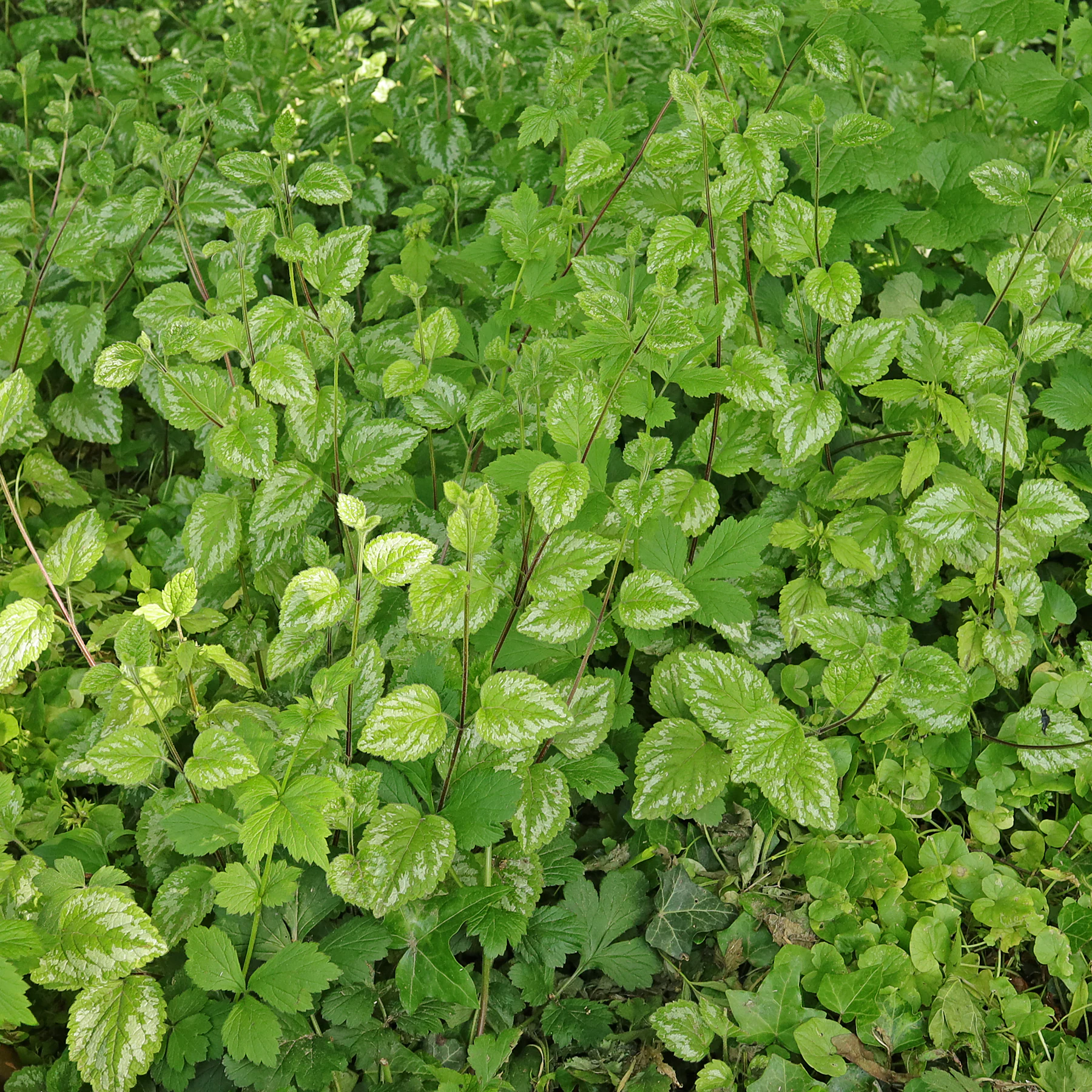 Lamium galeobdolon stolons