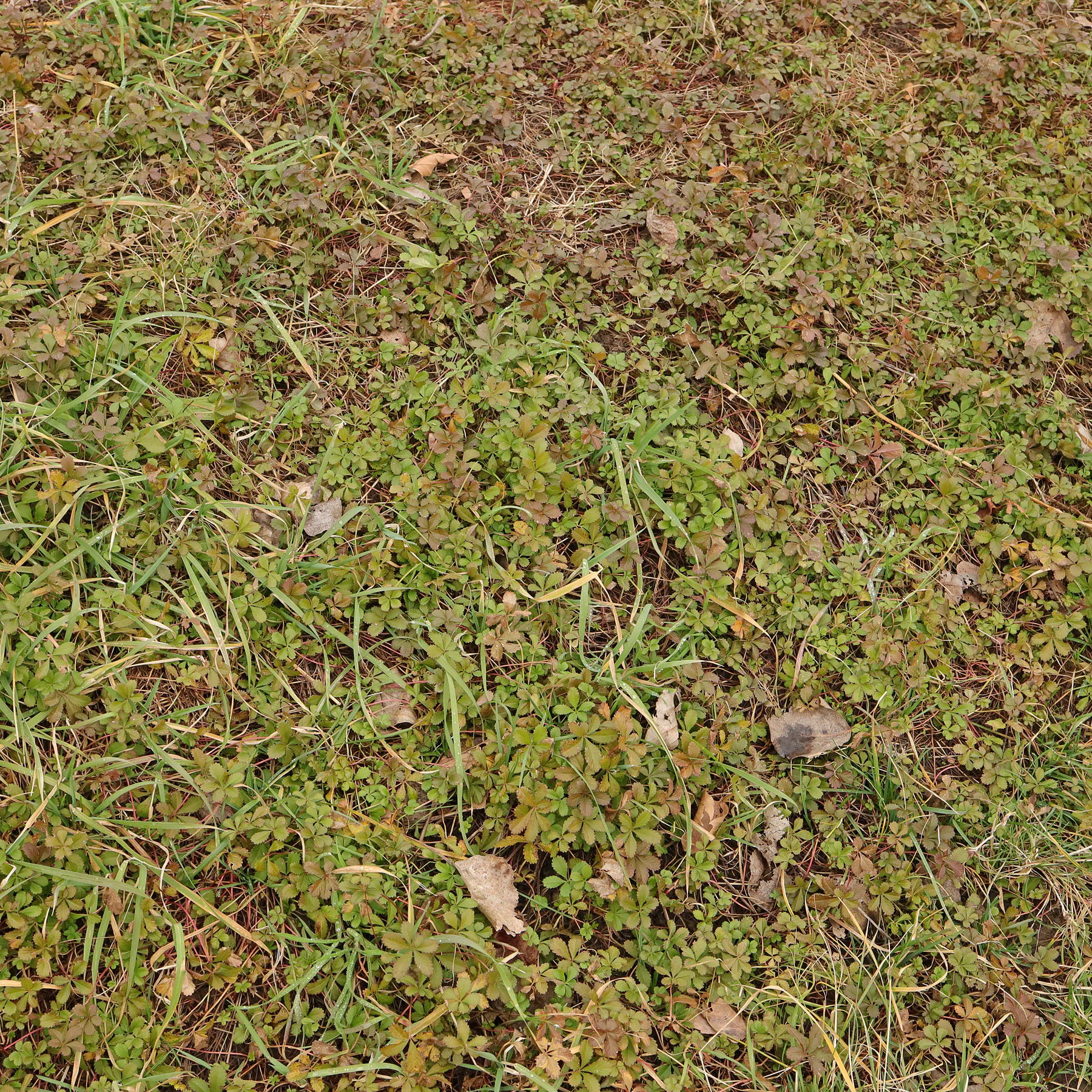Potentilla reptans dans une prairie