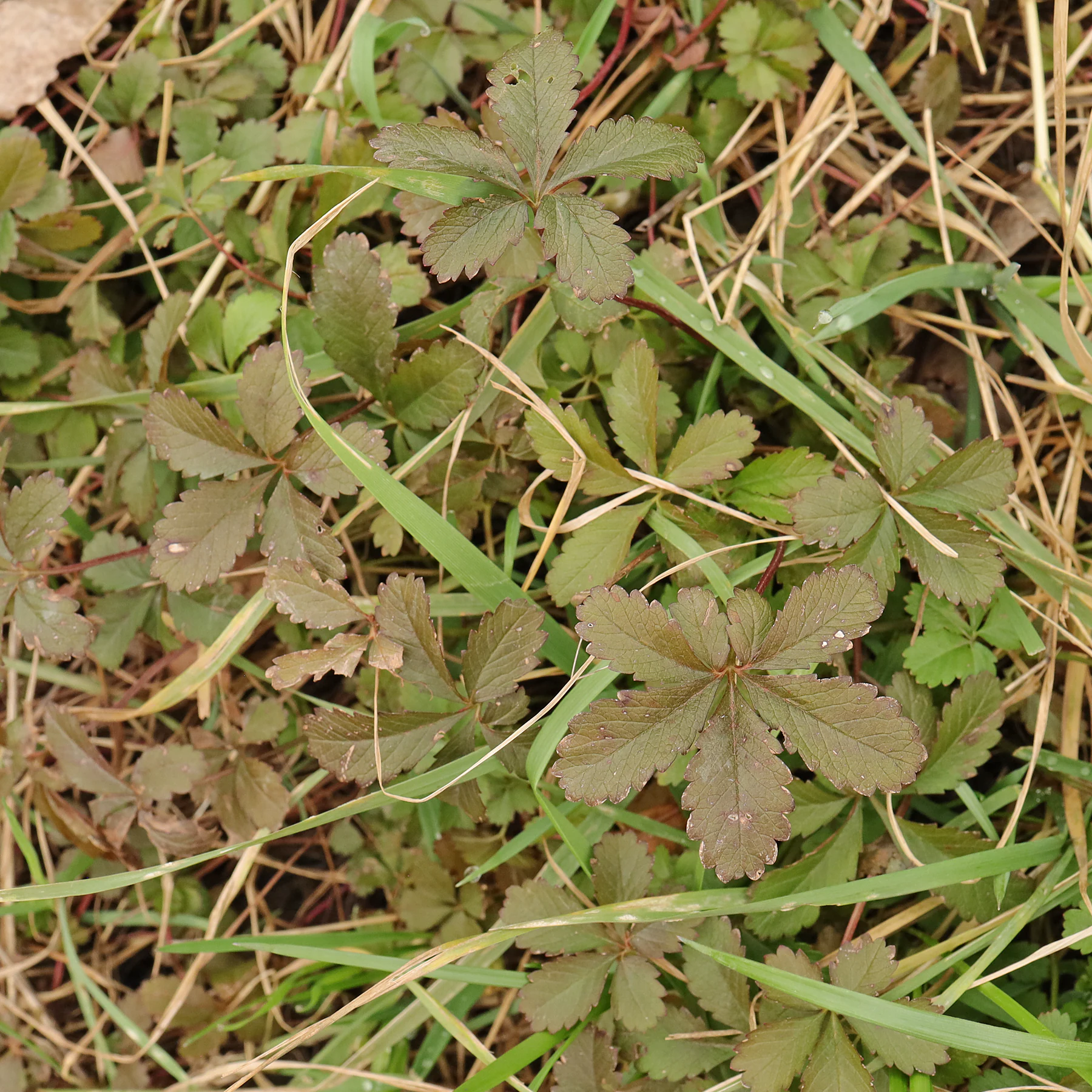 Potentilla reptans en hiver