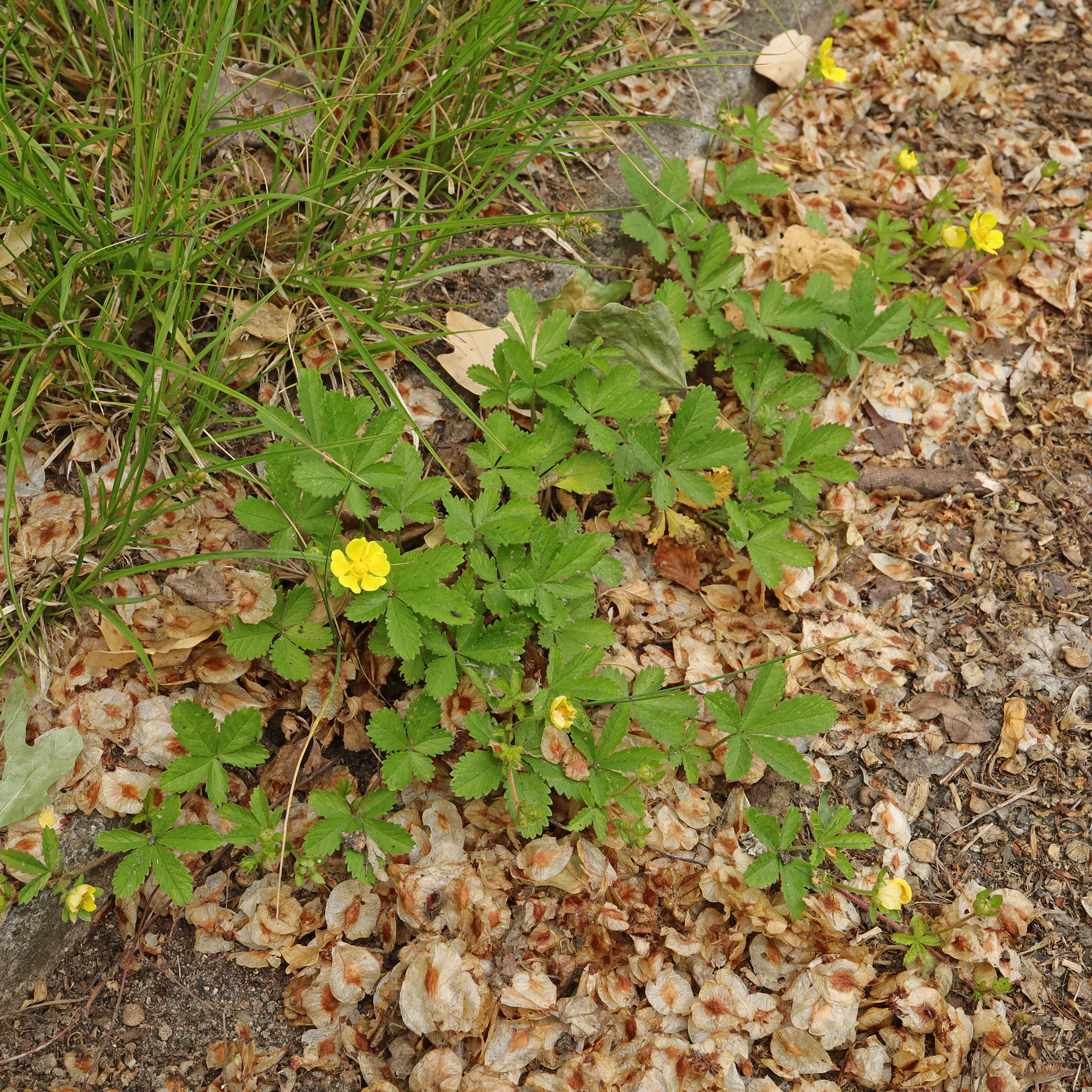 Potentilla reptans habitus en fleurs
