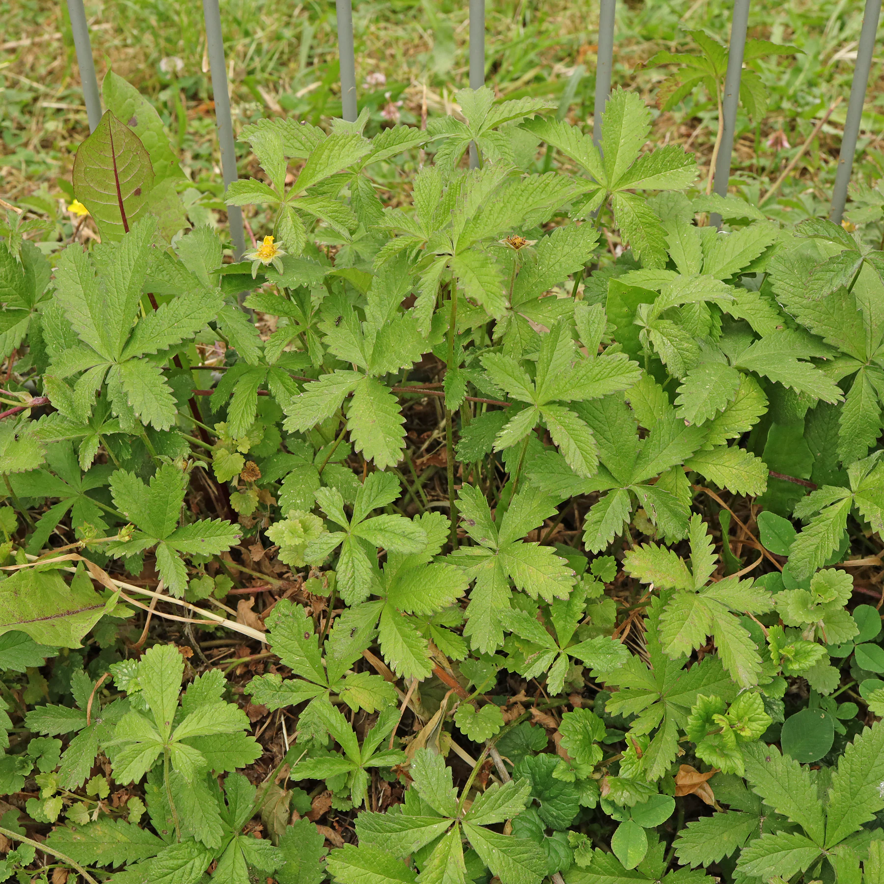 Potentille rampante et gléchome