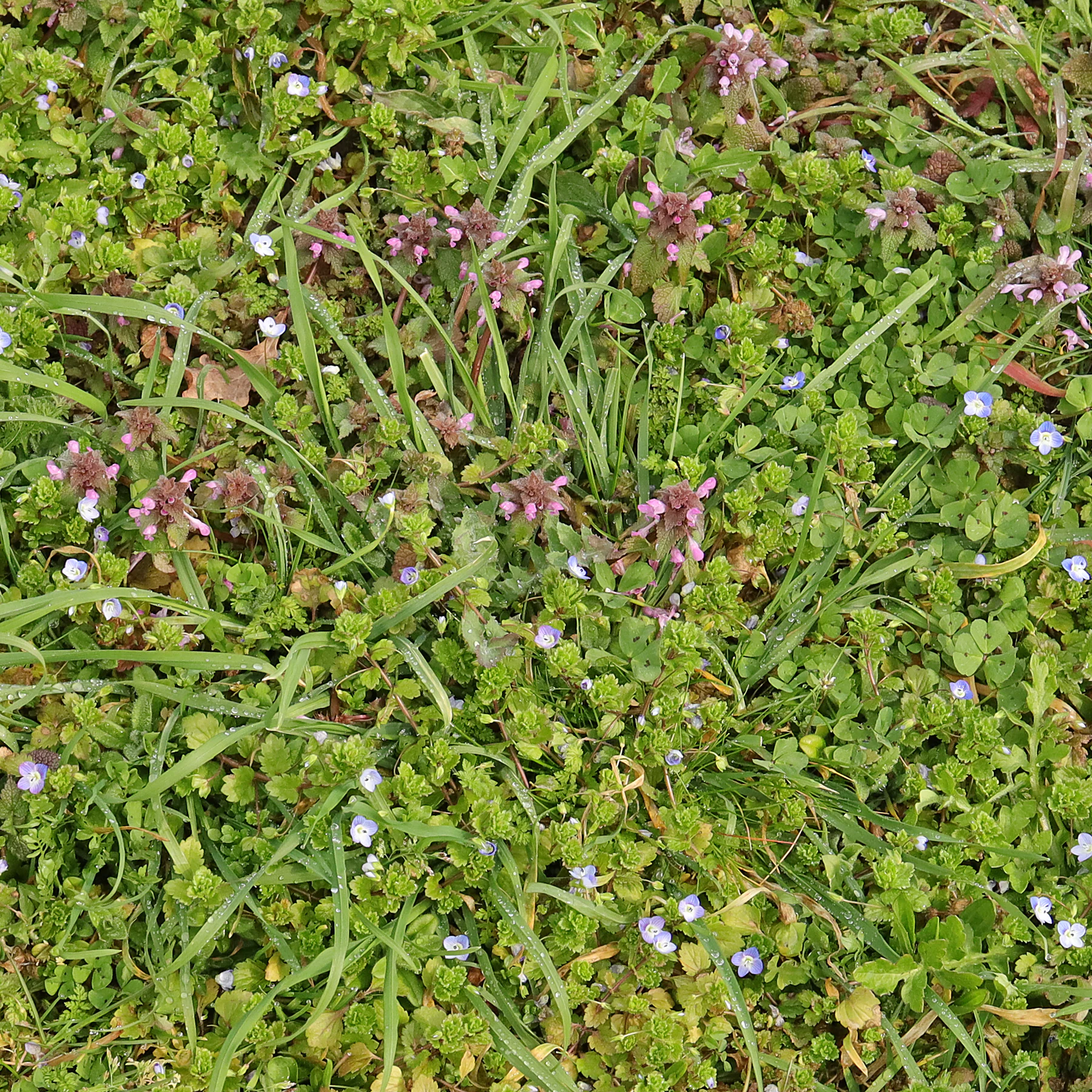 Veronica persica Lamium purpureum