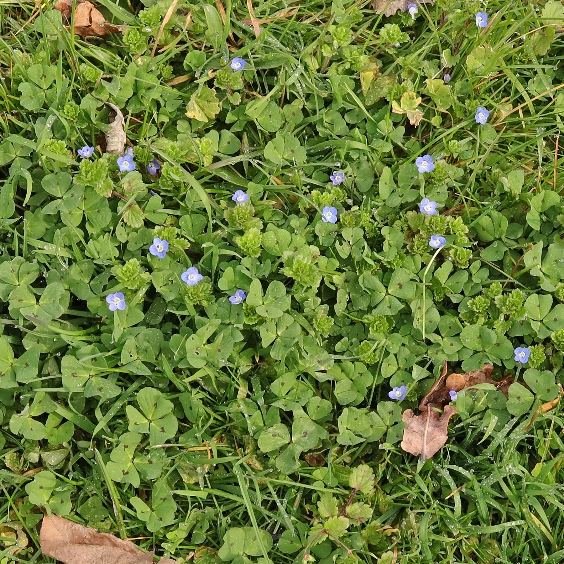 Veronica persica Medicago arabica
