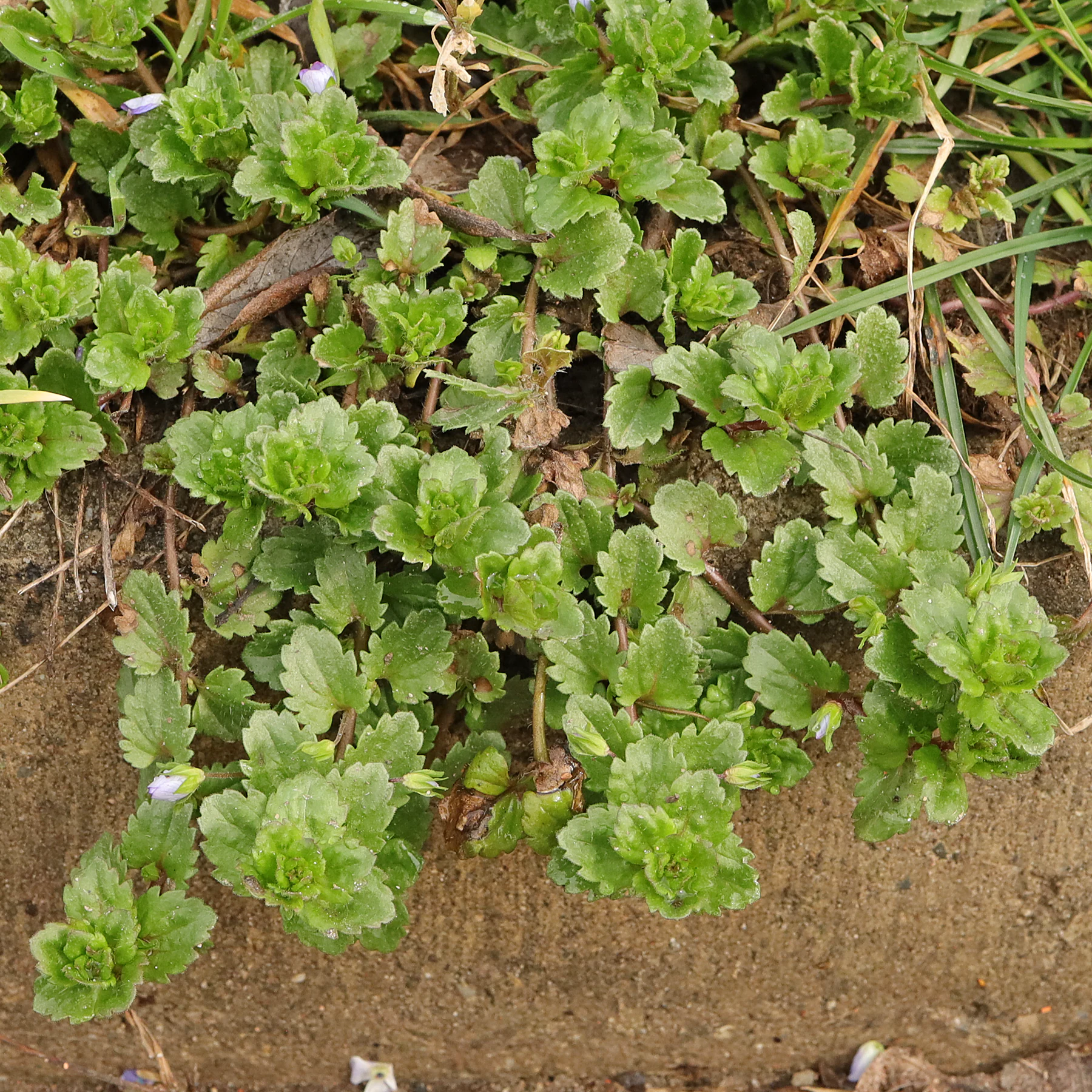 Veronica persica au bord du chemin