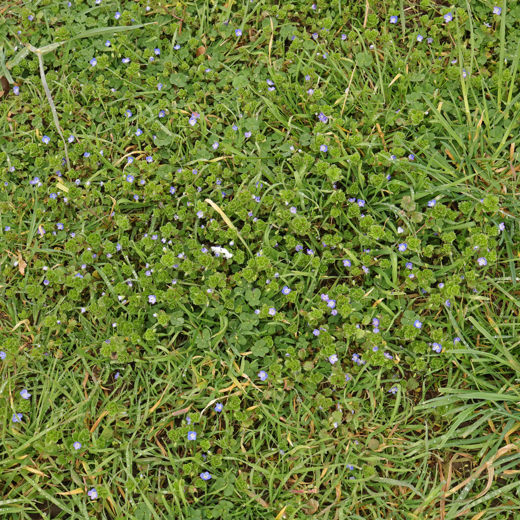 Veronica persica dans une prairie