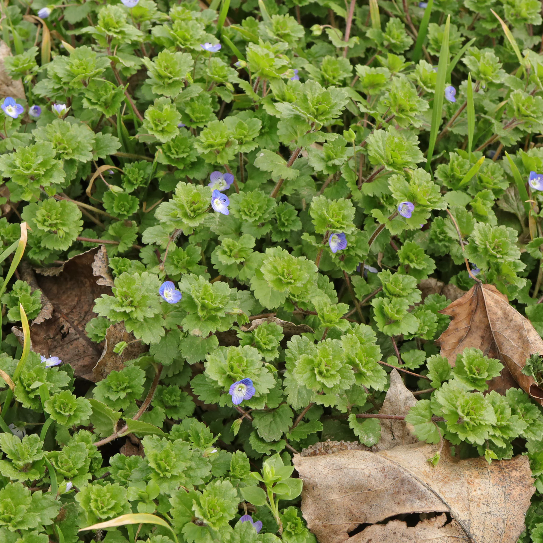 Veronica persica habitus