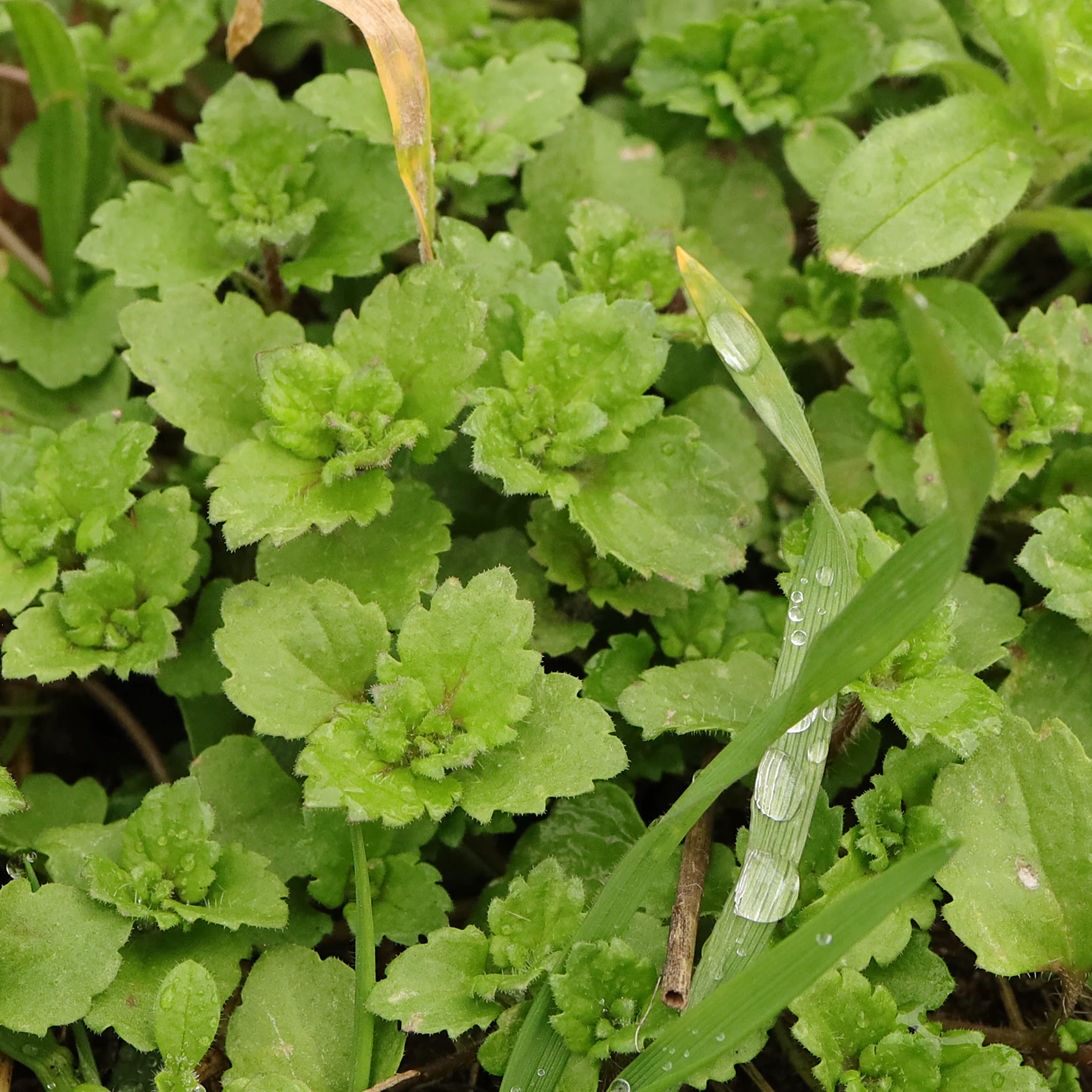Véronique de Perse feuilles
