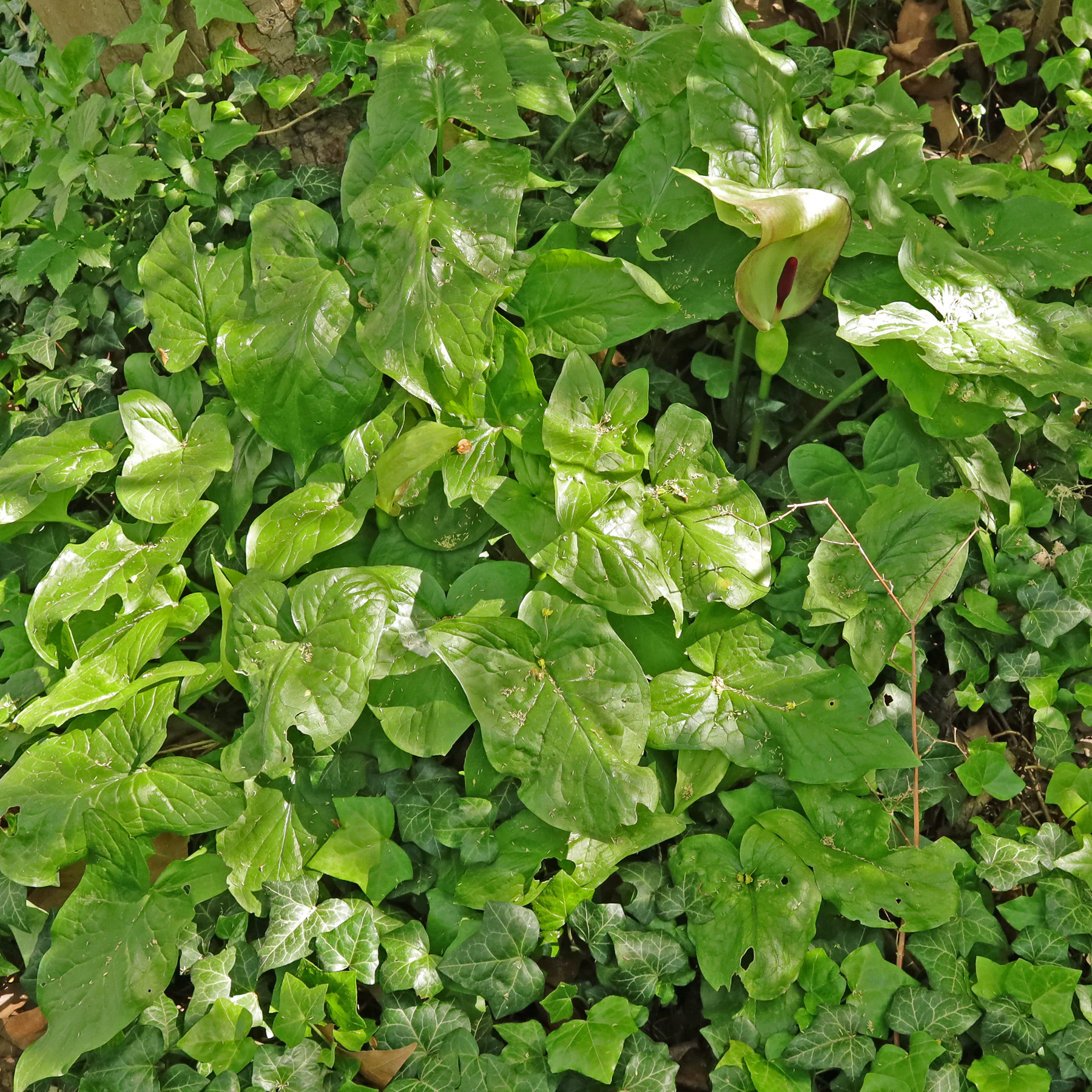 Arum maculatum habitus