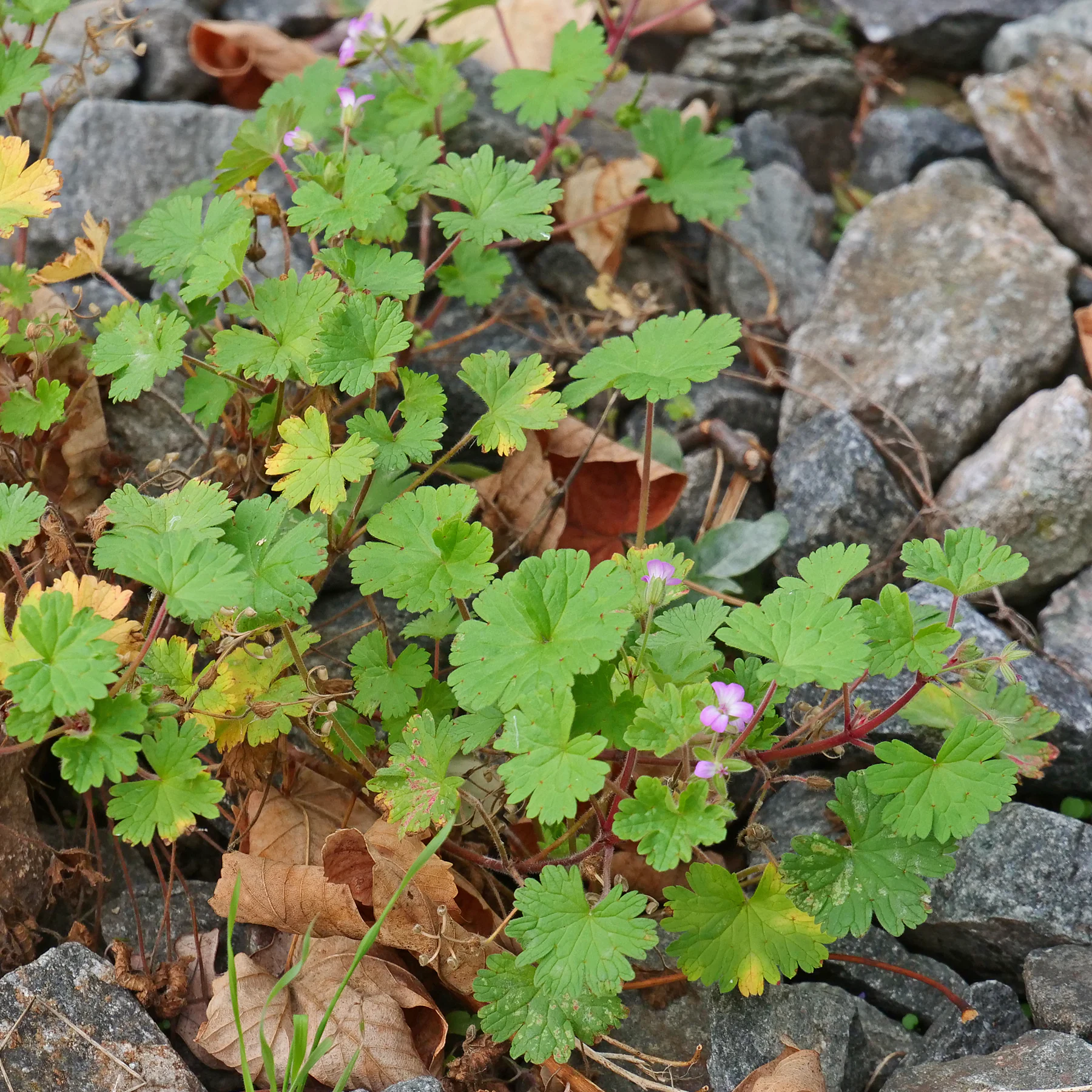 Geranium rotundifolium dans du gravier grossier