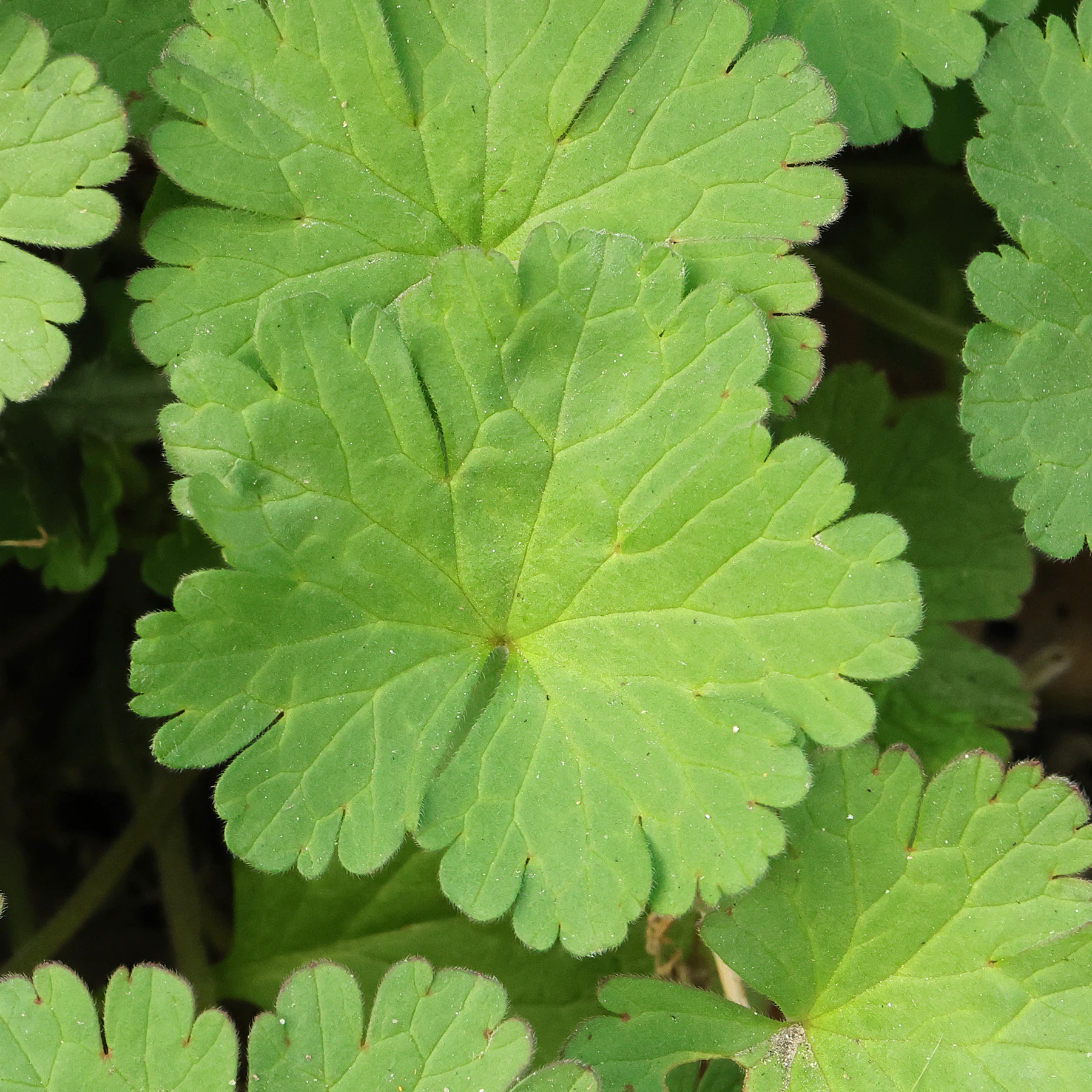 Geranium rotundifolium feuille