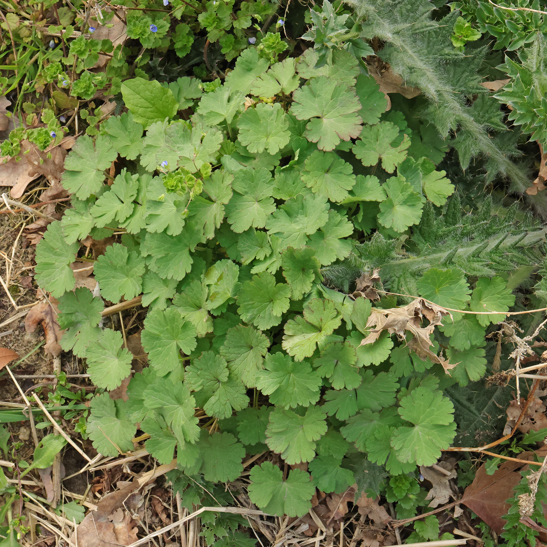 Geranium rotundifolium feuilles basales