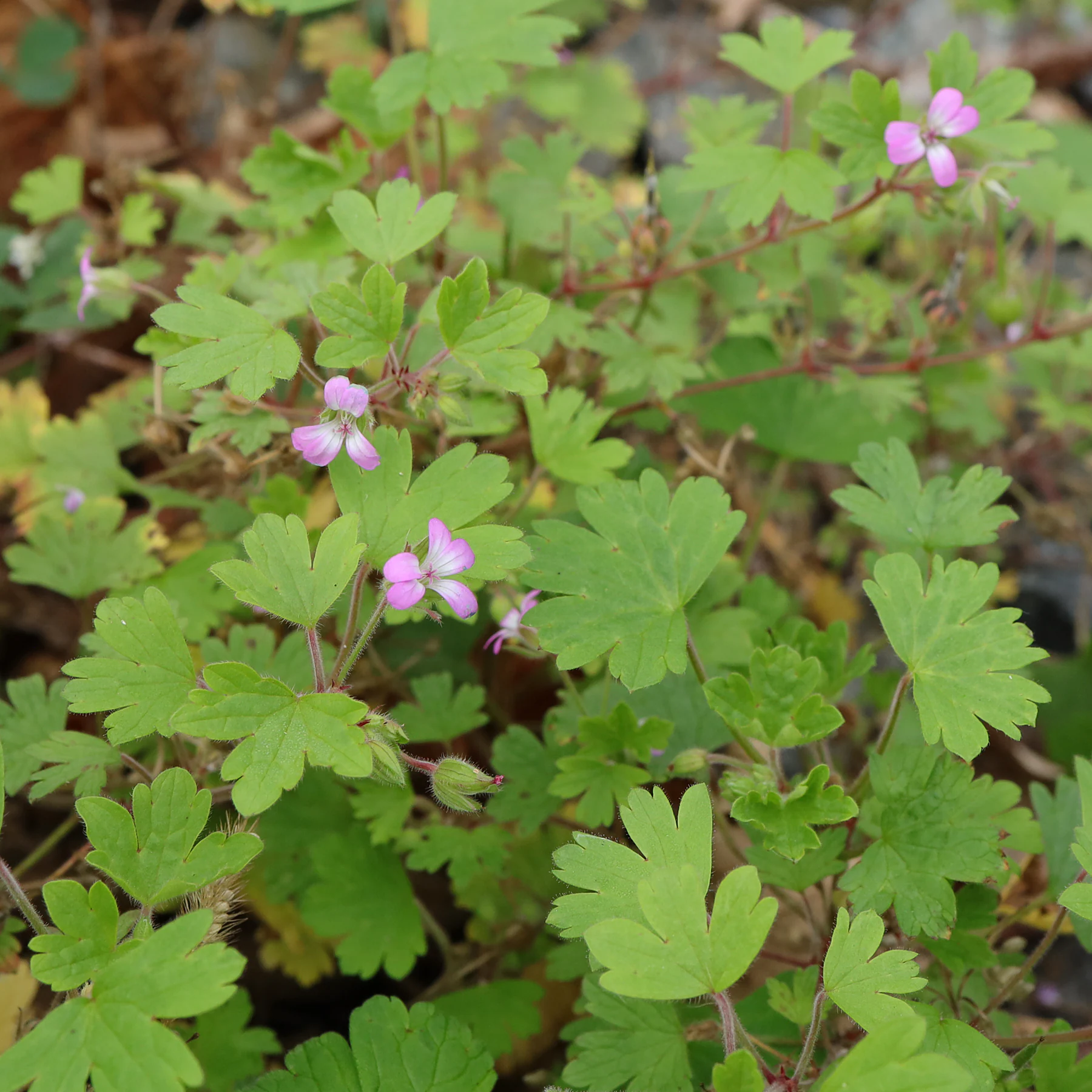 Geranium rotundifolium feuilles de la tige