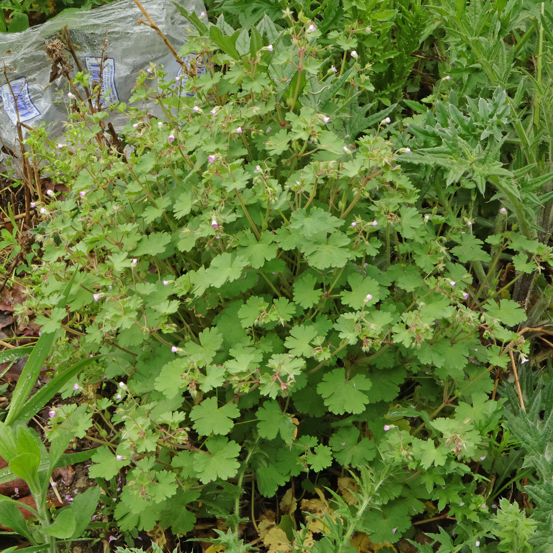 Geranium rotundifolium habitus avril