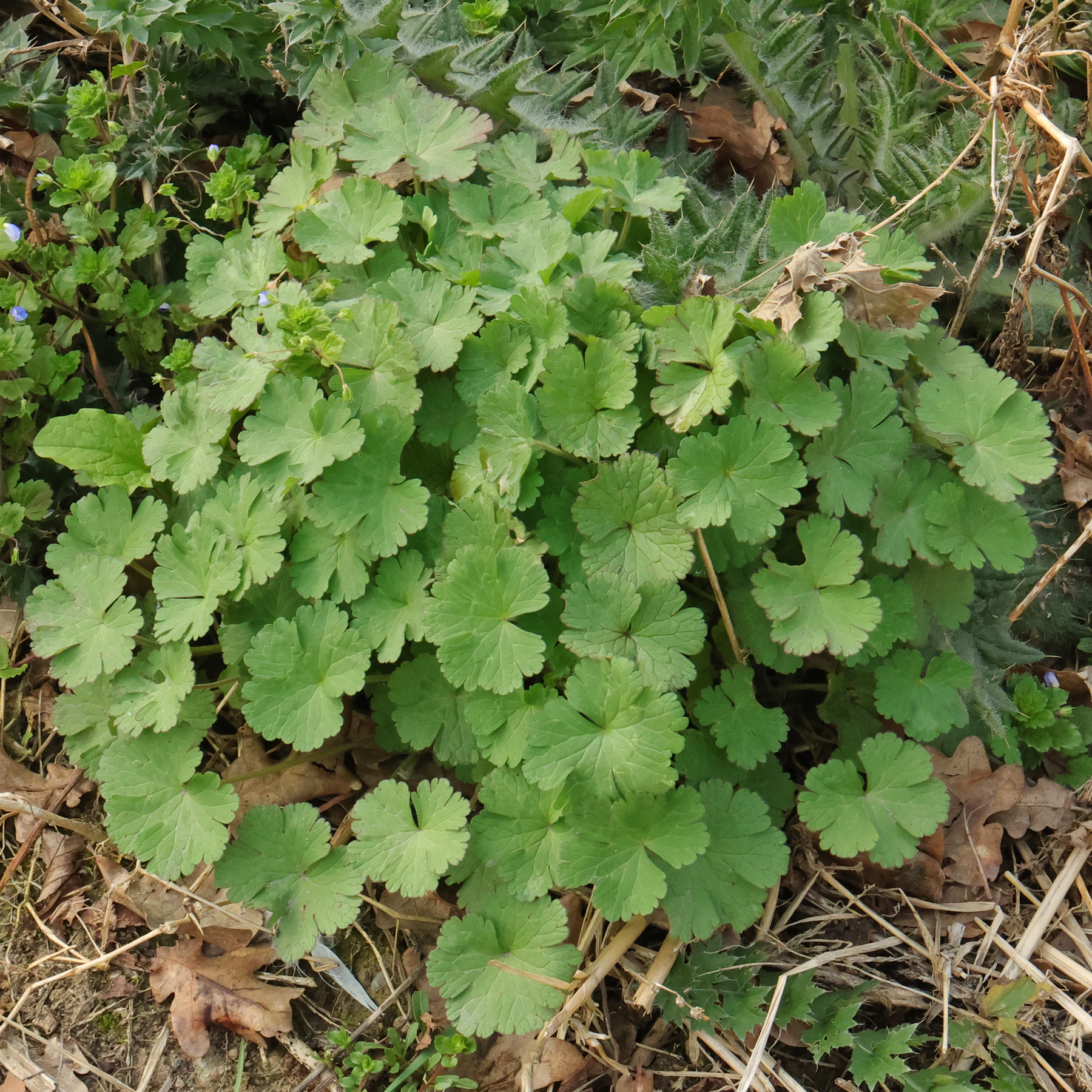 Geranium rotundifolium habitus printemps