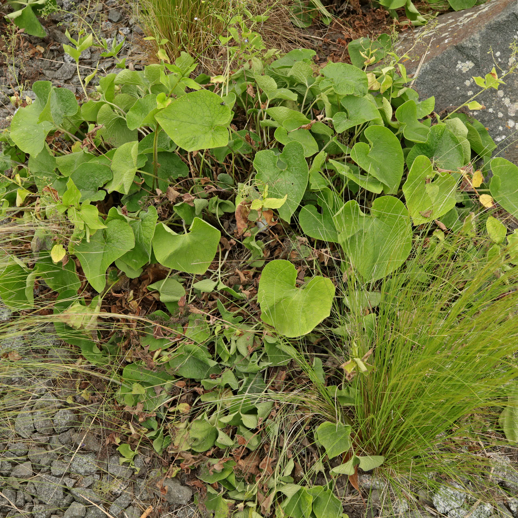 Brunnera macrophylla dans les rocailles