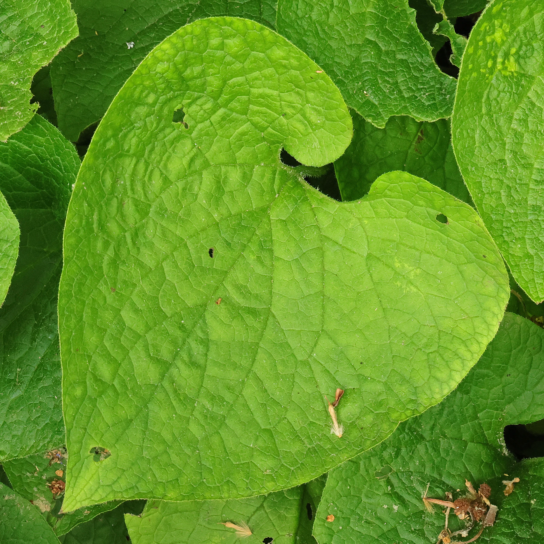 Brunnera macrophylla feuille