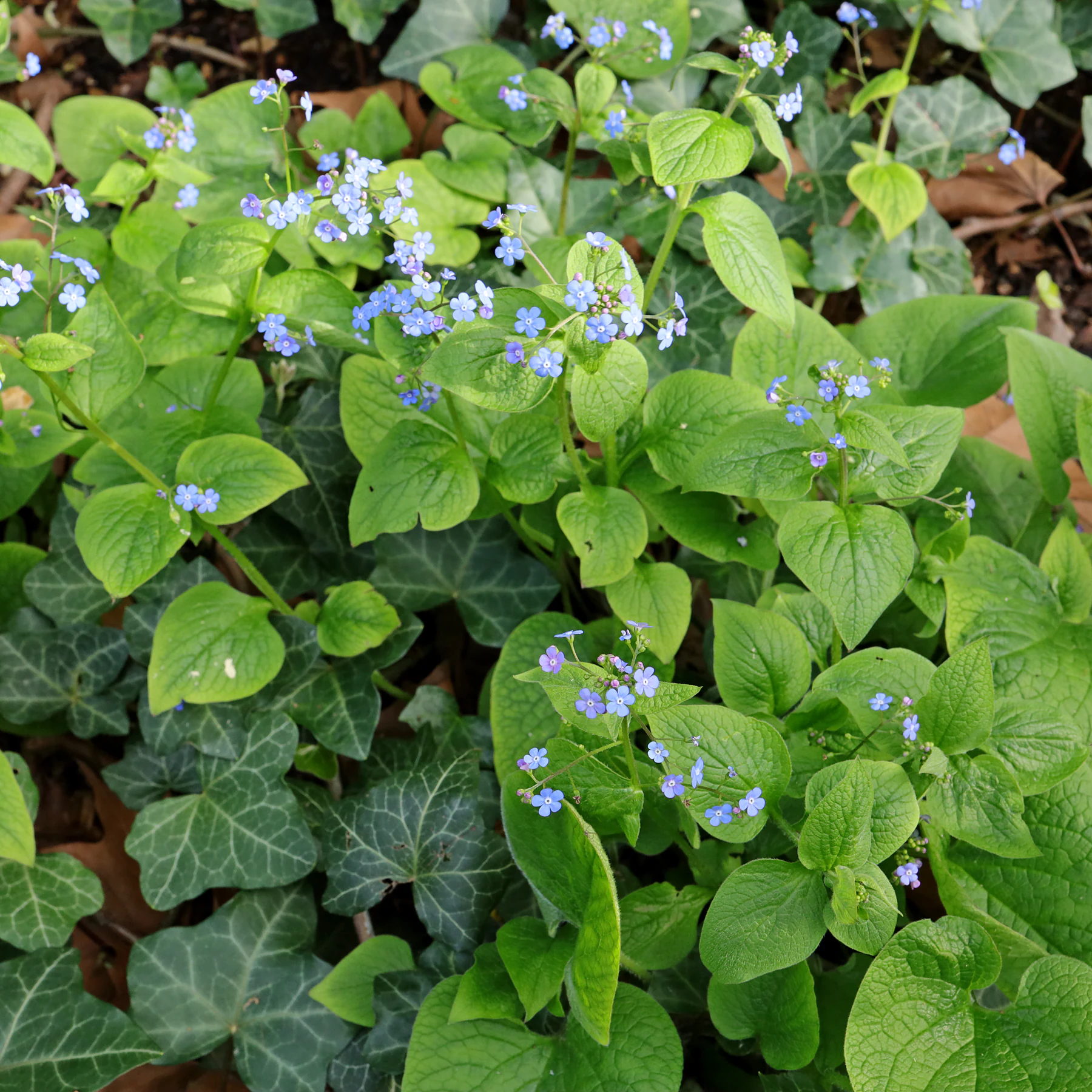 Brunnera macrophylla feuilles de tiges