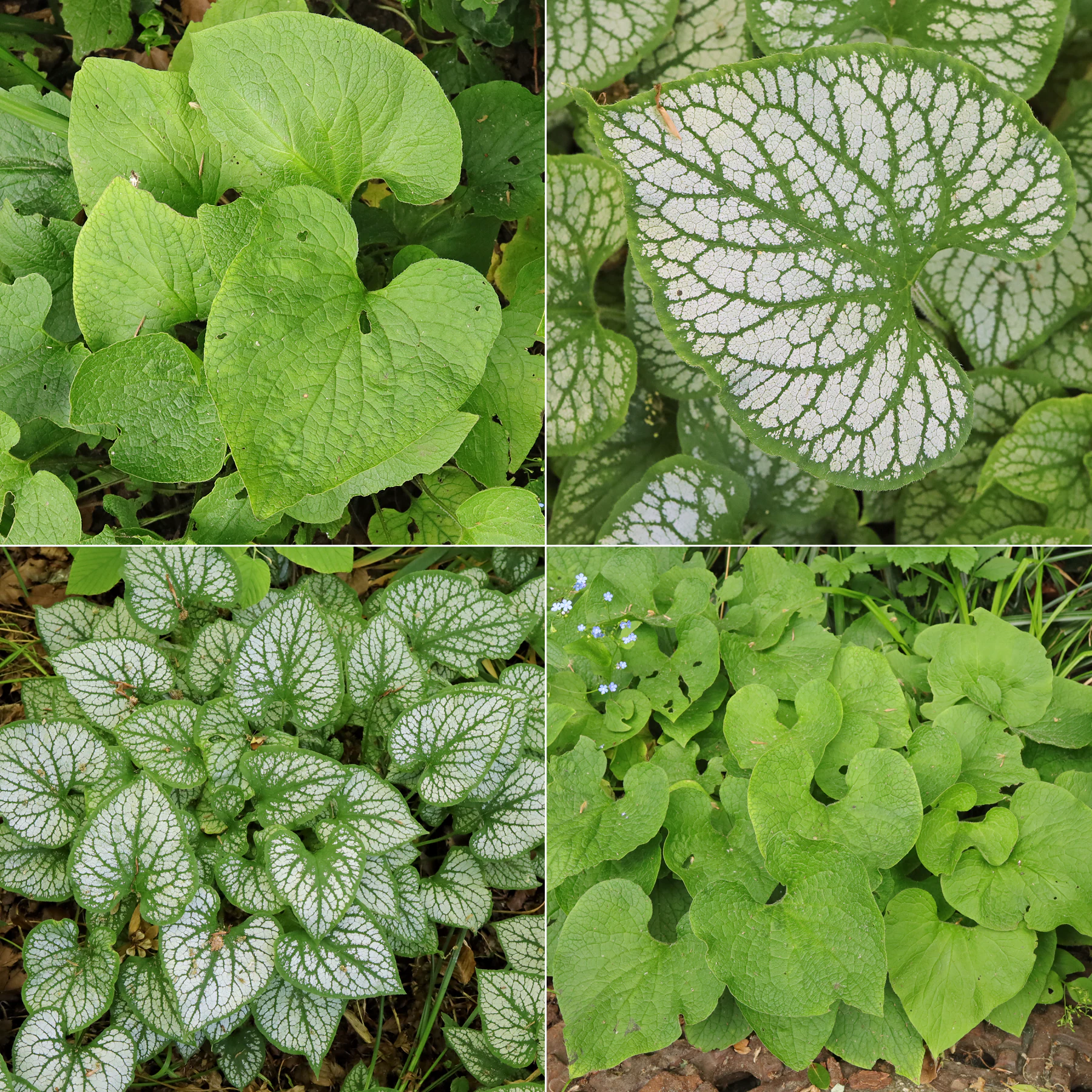 Brunnera macrophylla feuilles